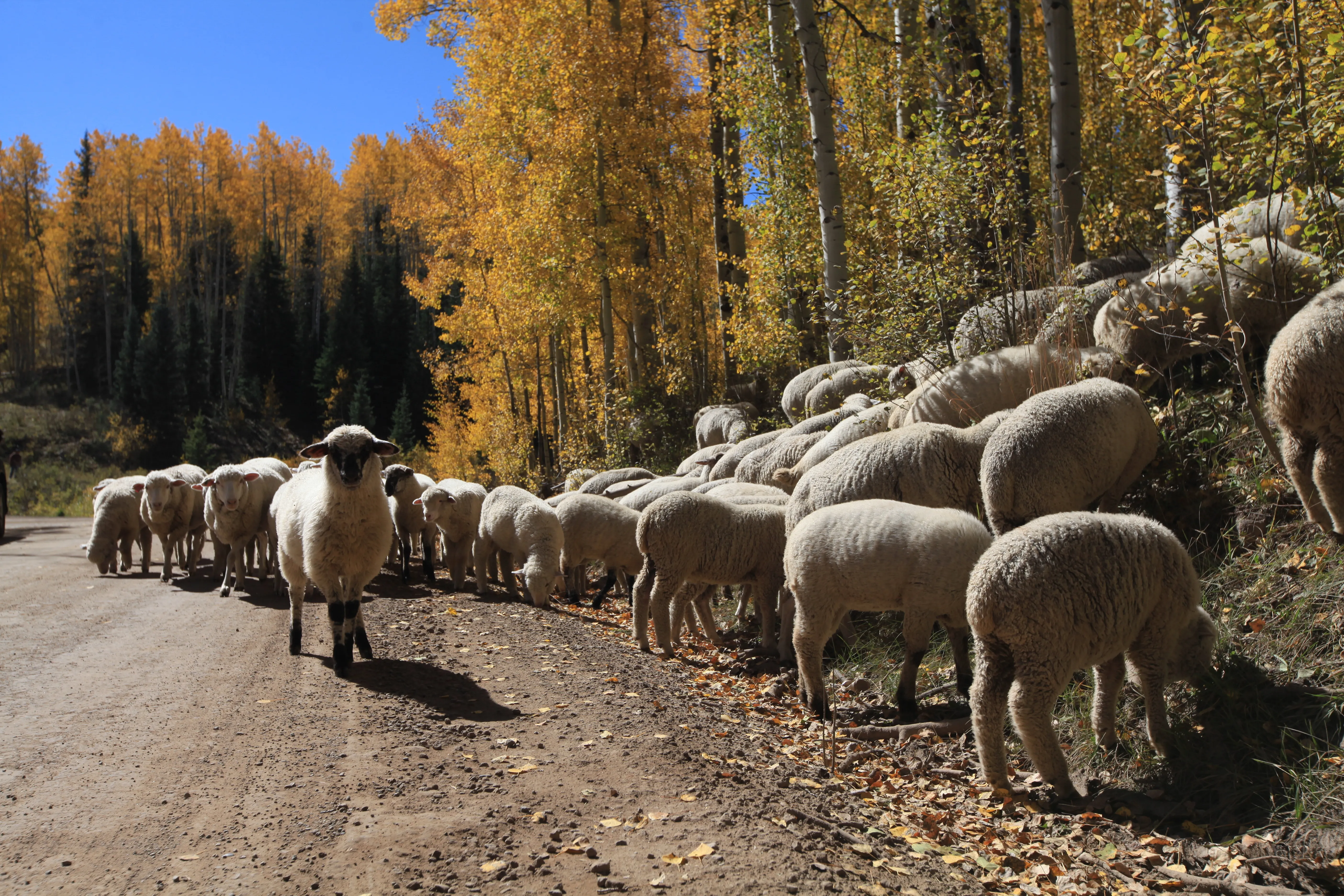 Photograph Sheep along Kebbler Pass