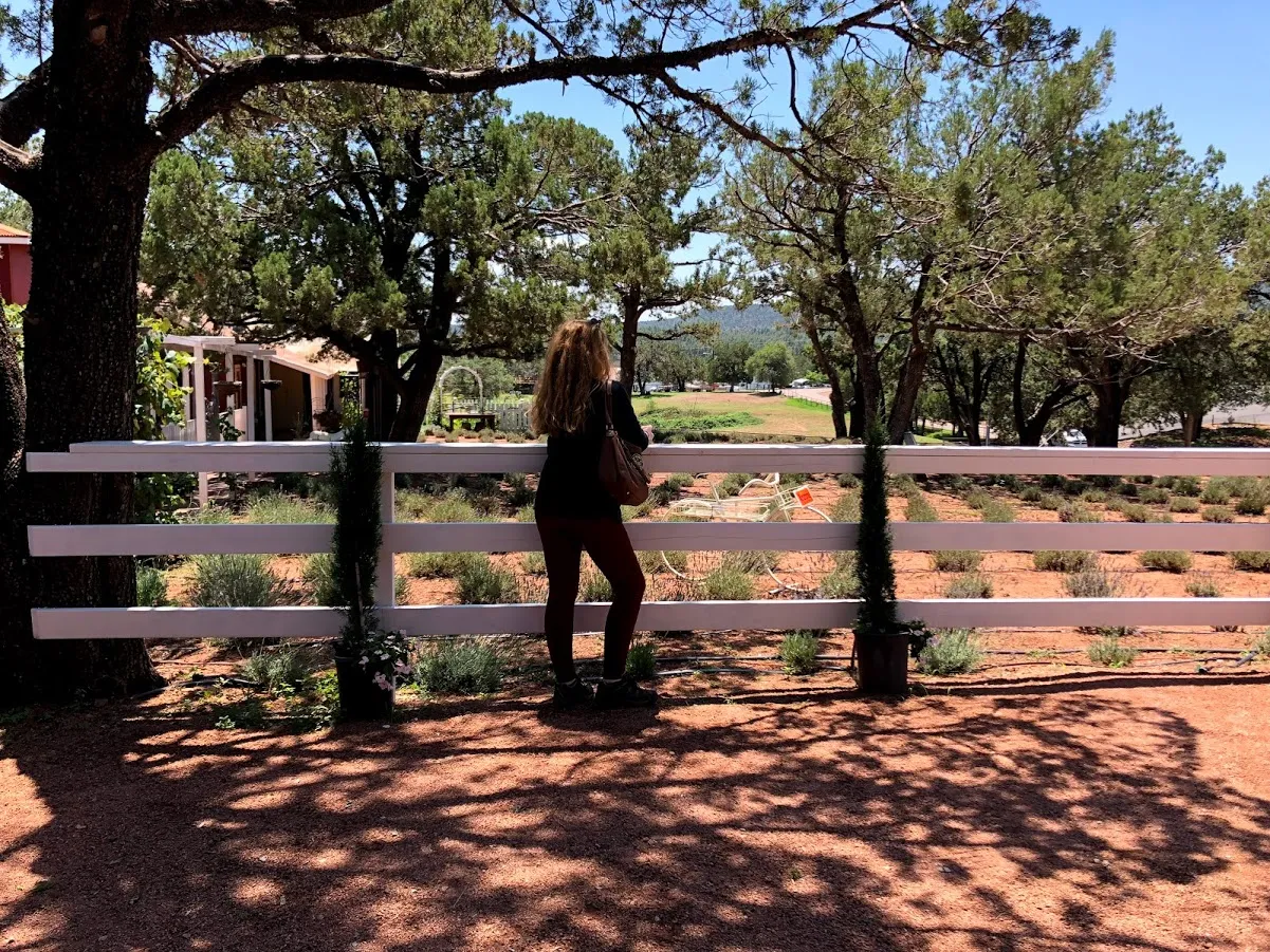 Pine Creek's Lavender Farm