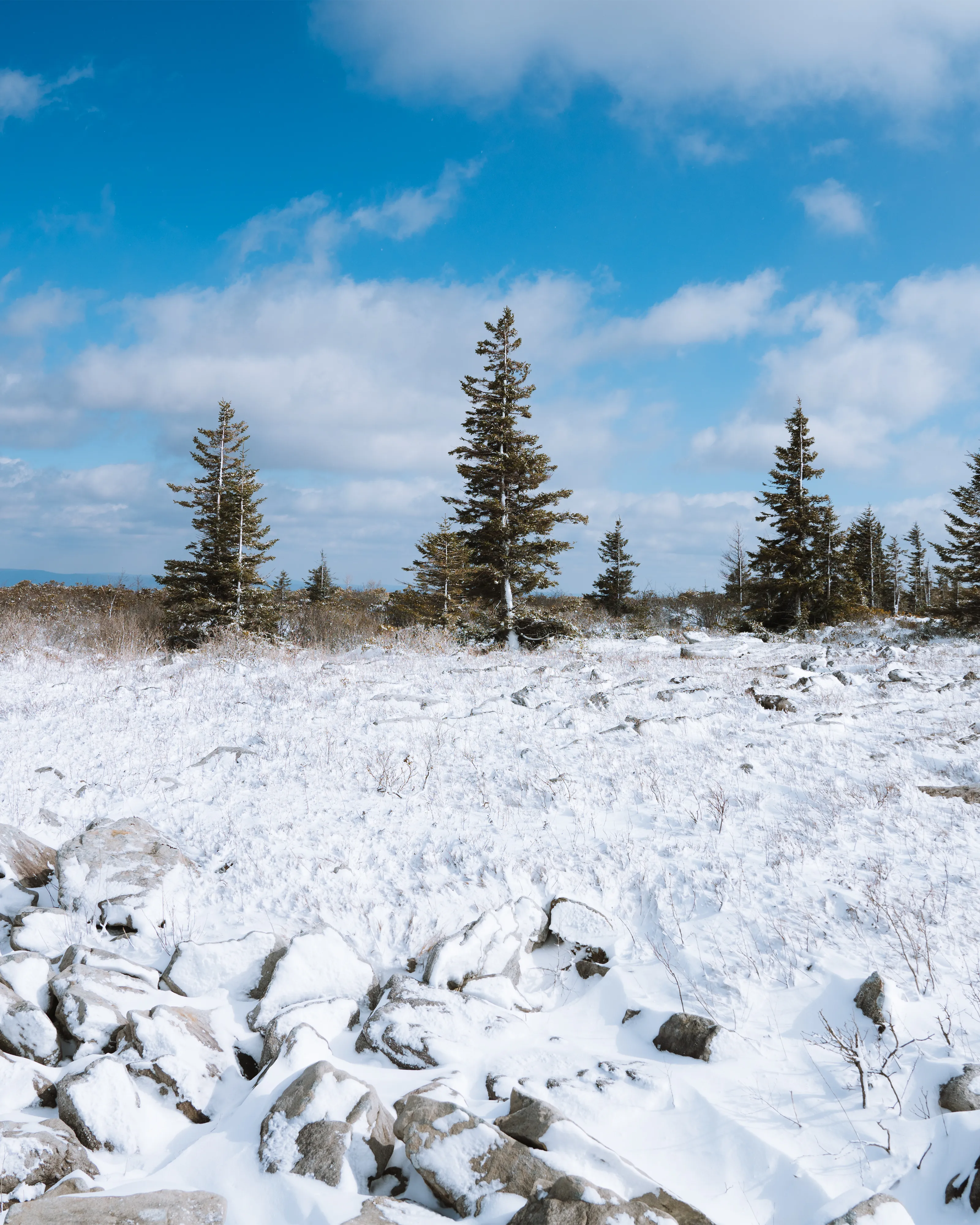 Snowshoe or Cross-Country Ski Dolly Sods