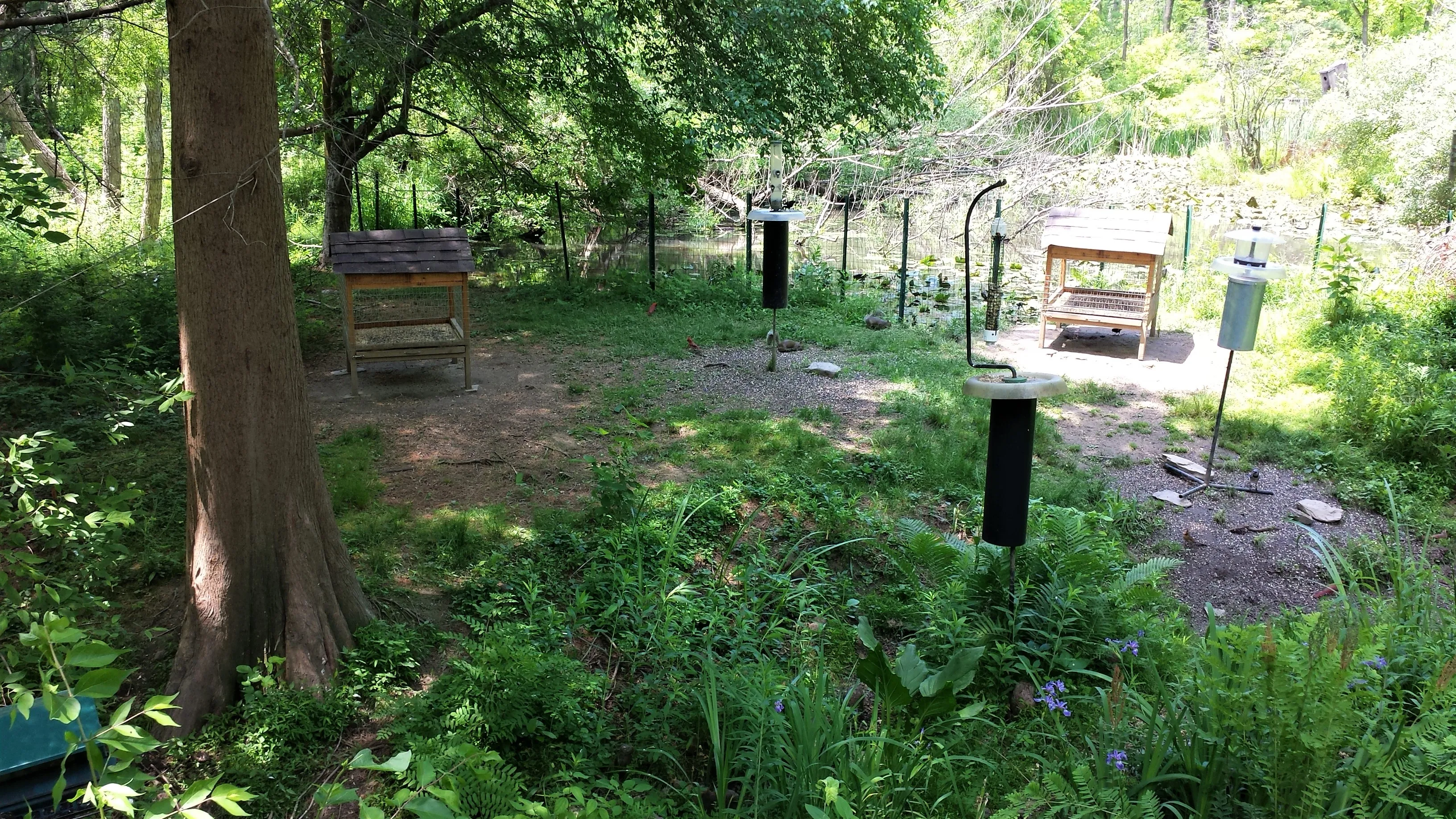 Birdwatch at Peace Valley Park