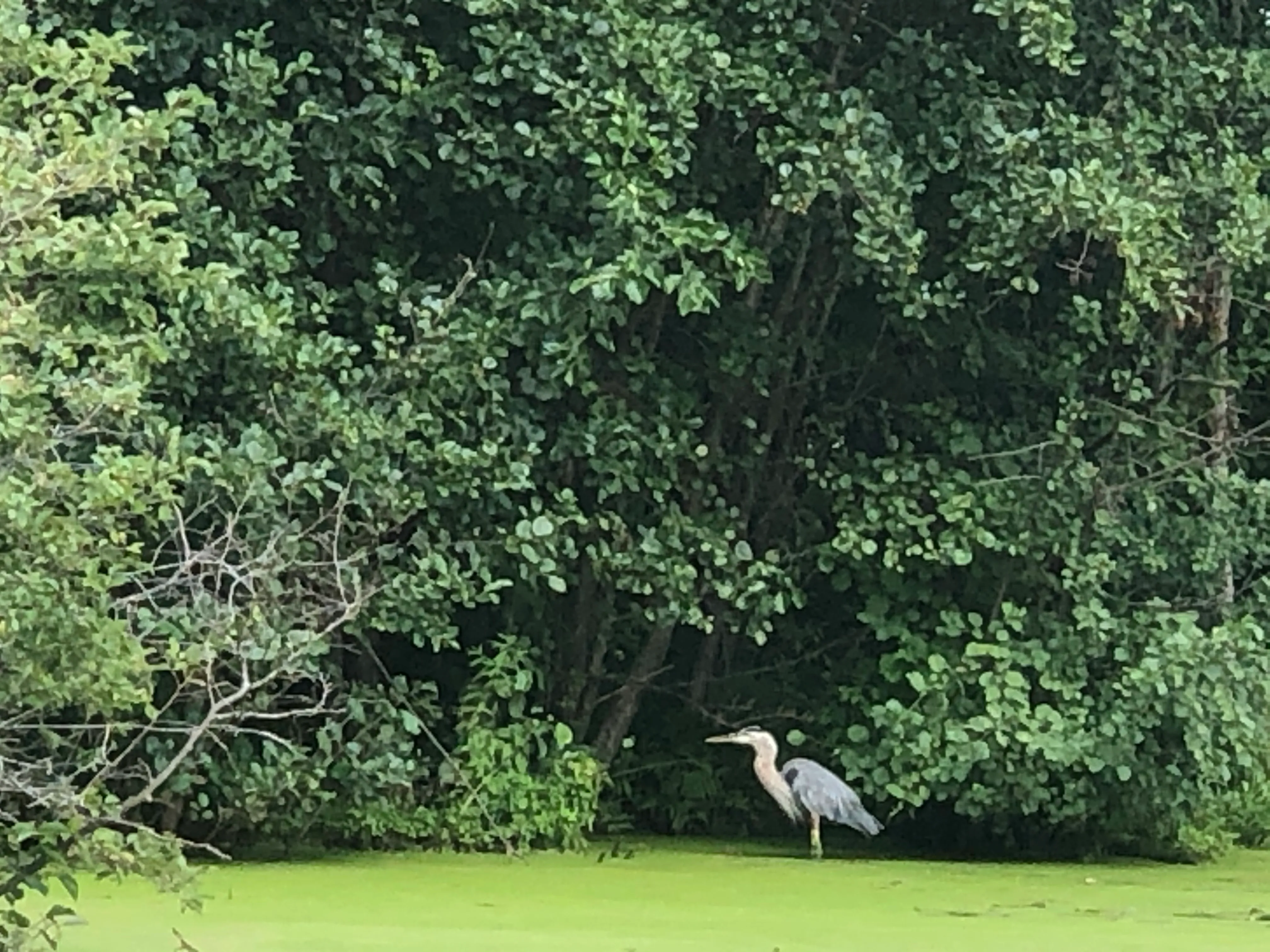 Explore Bluegill Bay County Park