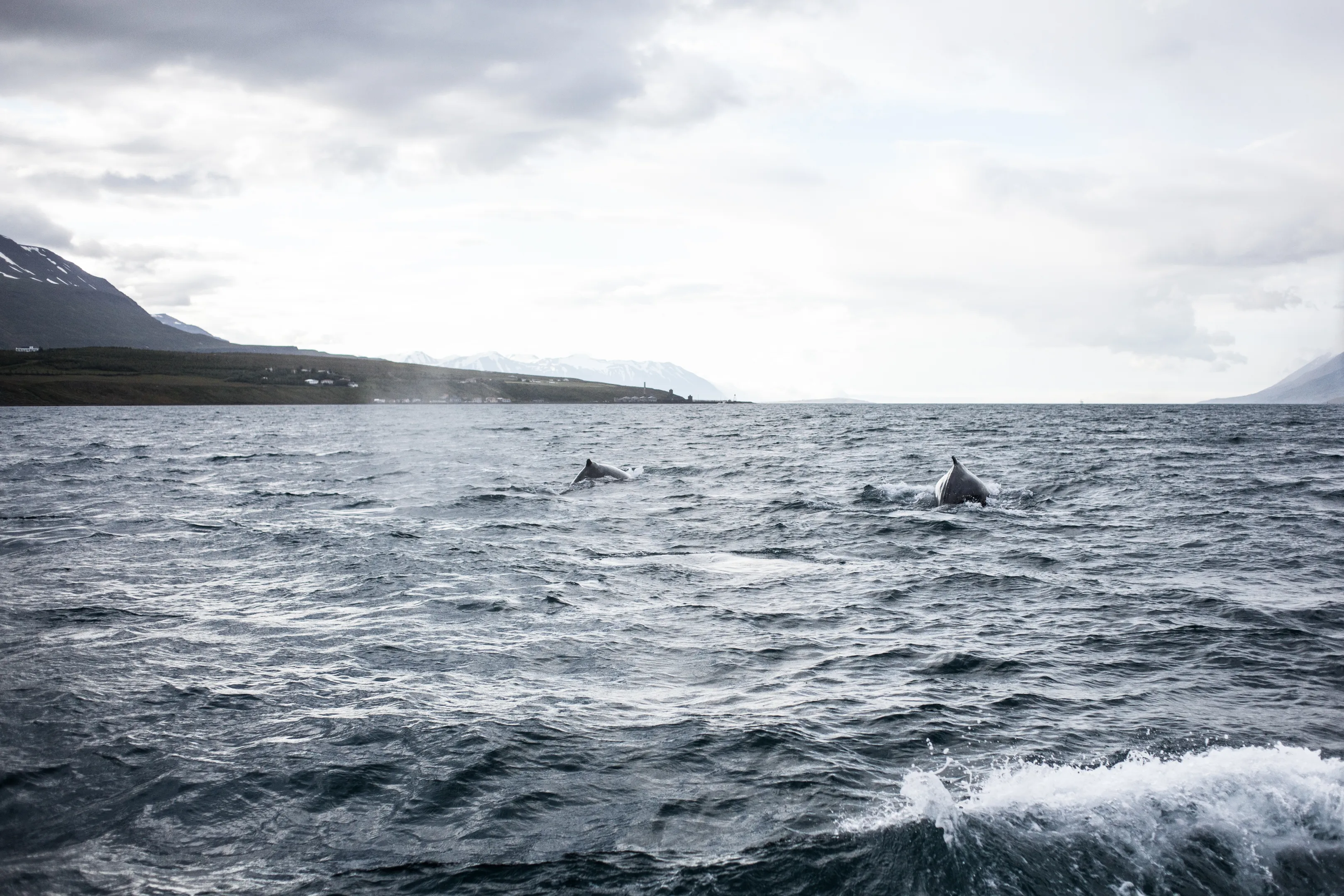 Whale Watching at Dalvik