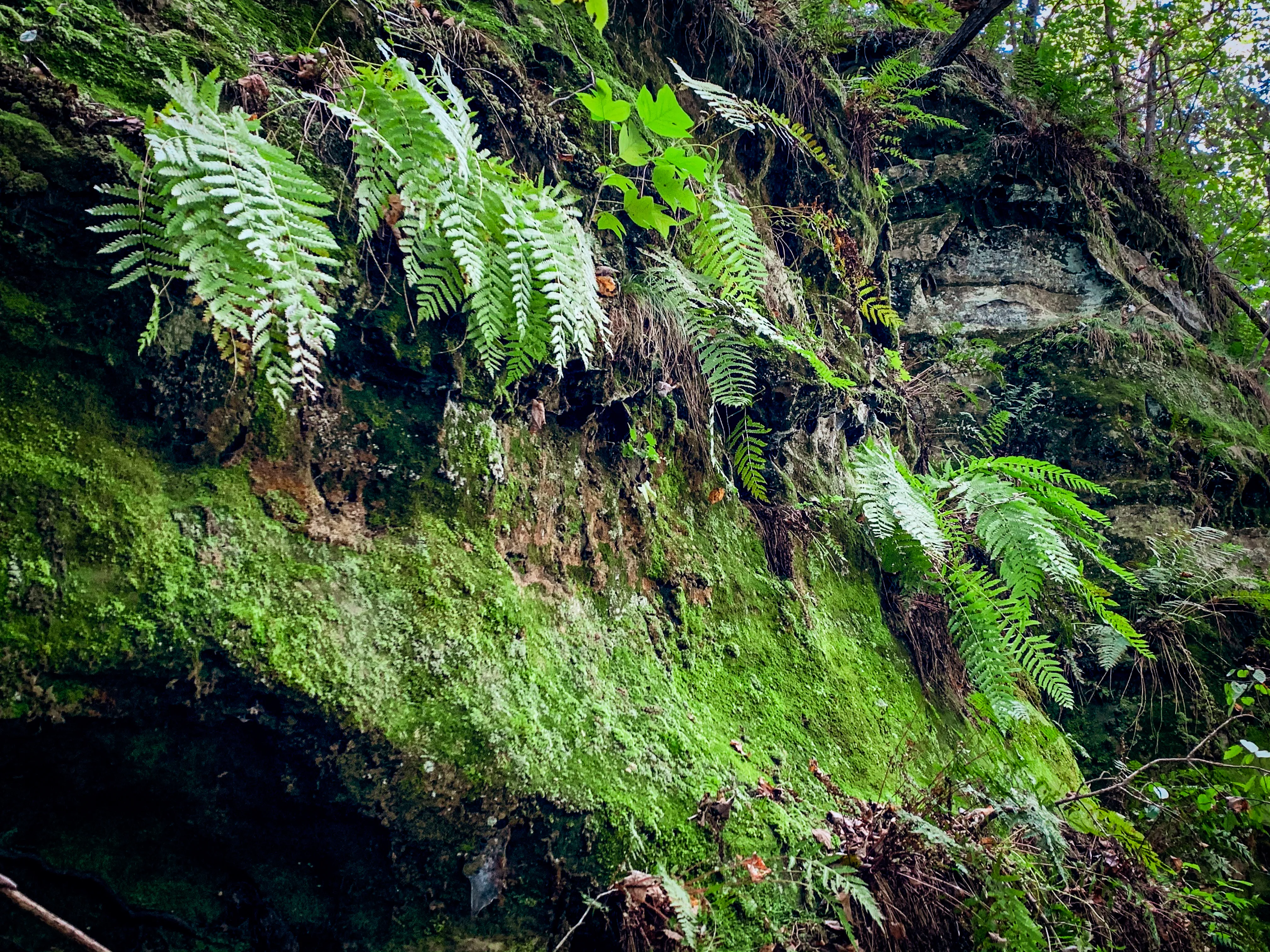 Hike the Round Bluff Nature Preserve
