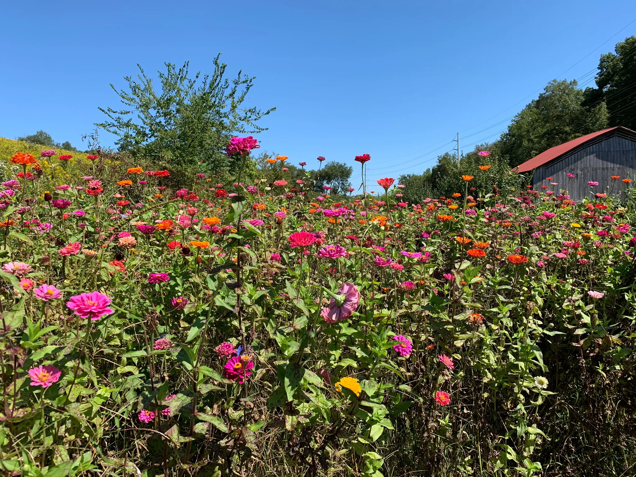 Kelly Lane Greenway