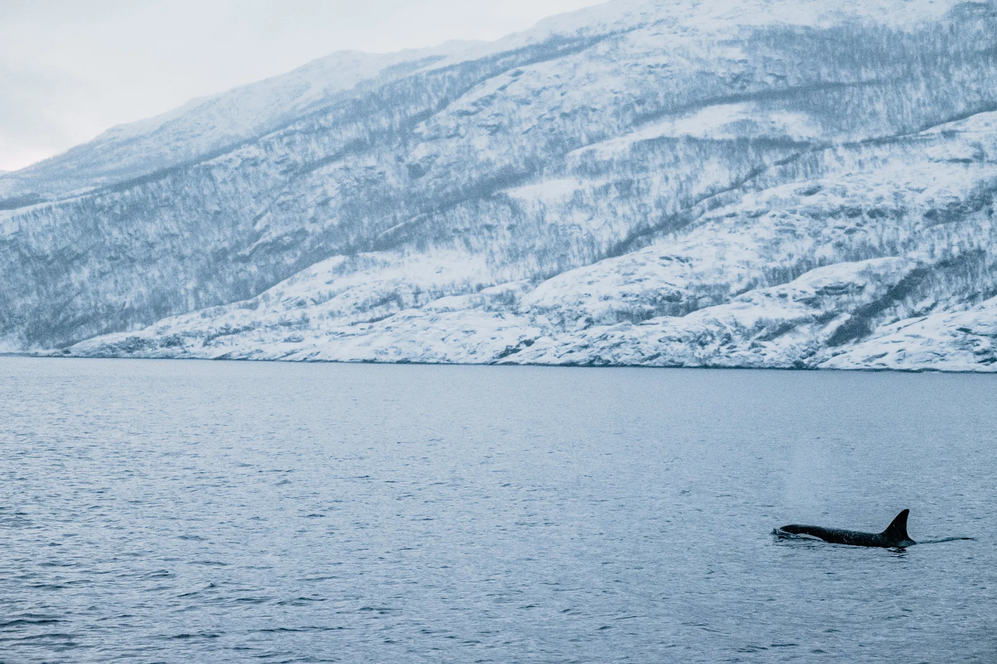 Orca Watching in Skjervøy