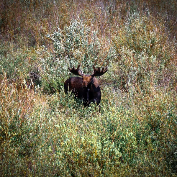 Photograph Moose of the Animas River