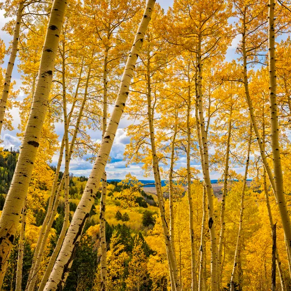 5 Great Spots in Colorado for Fall Colors