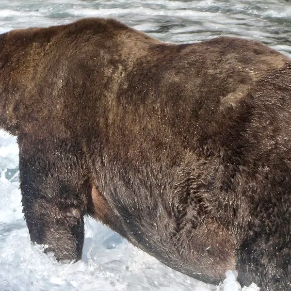Fat Bear Week Crowns its Jumbo-Jet Sized Winner