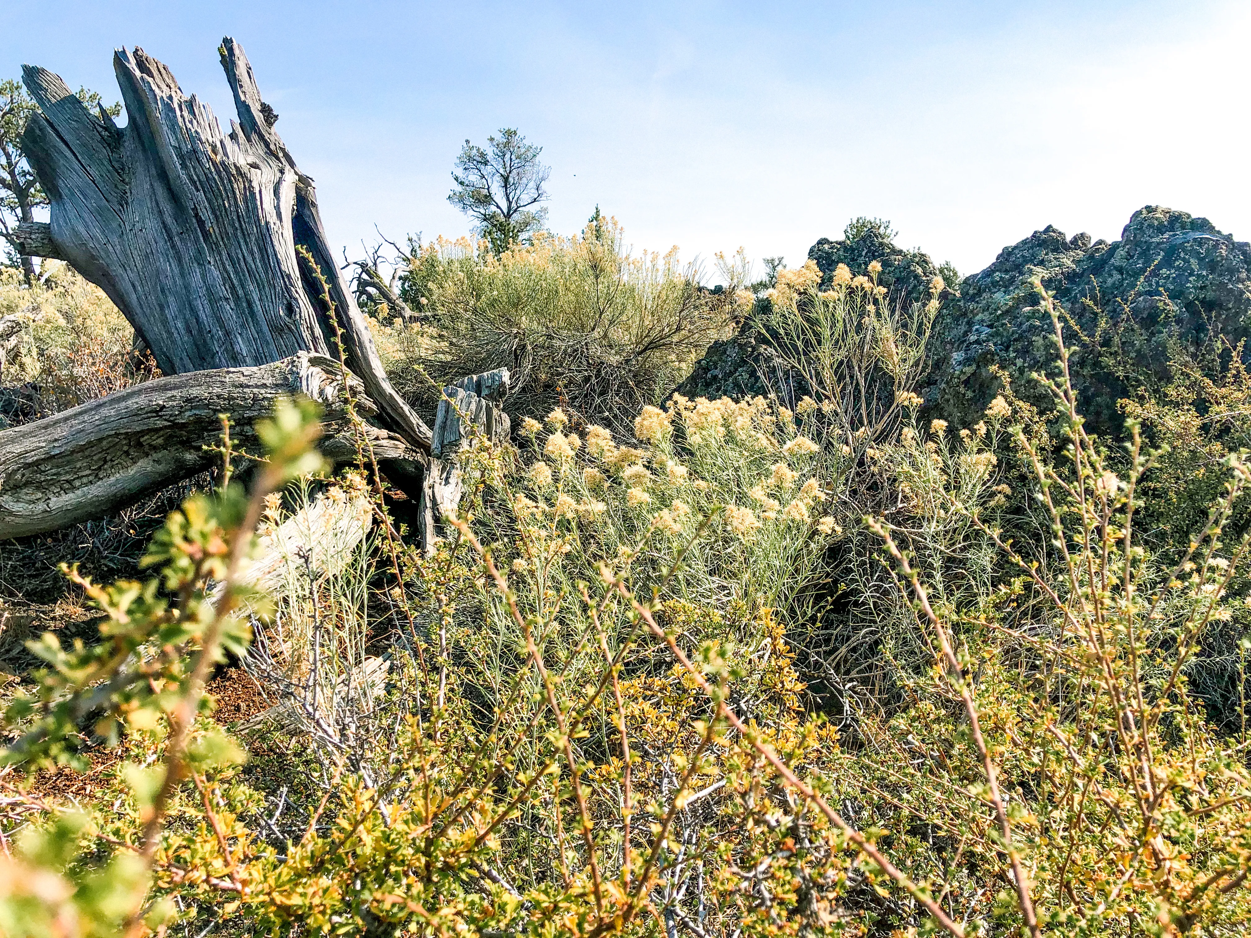 Devil's Orchard