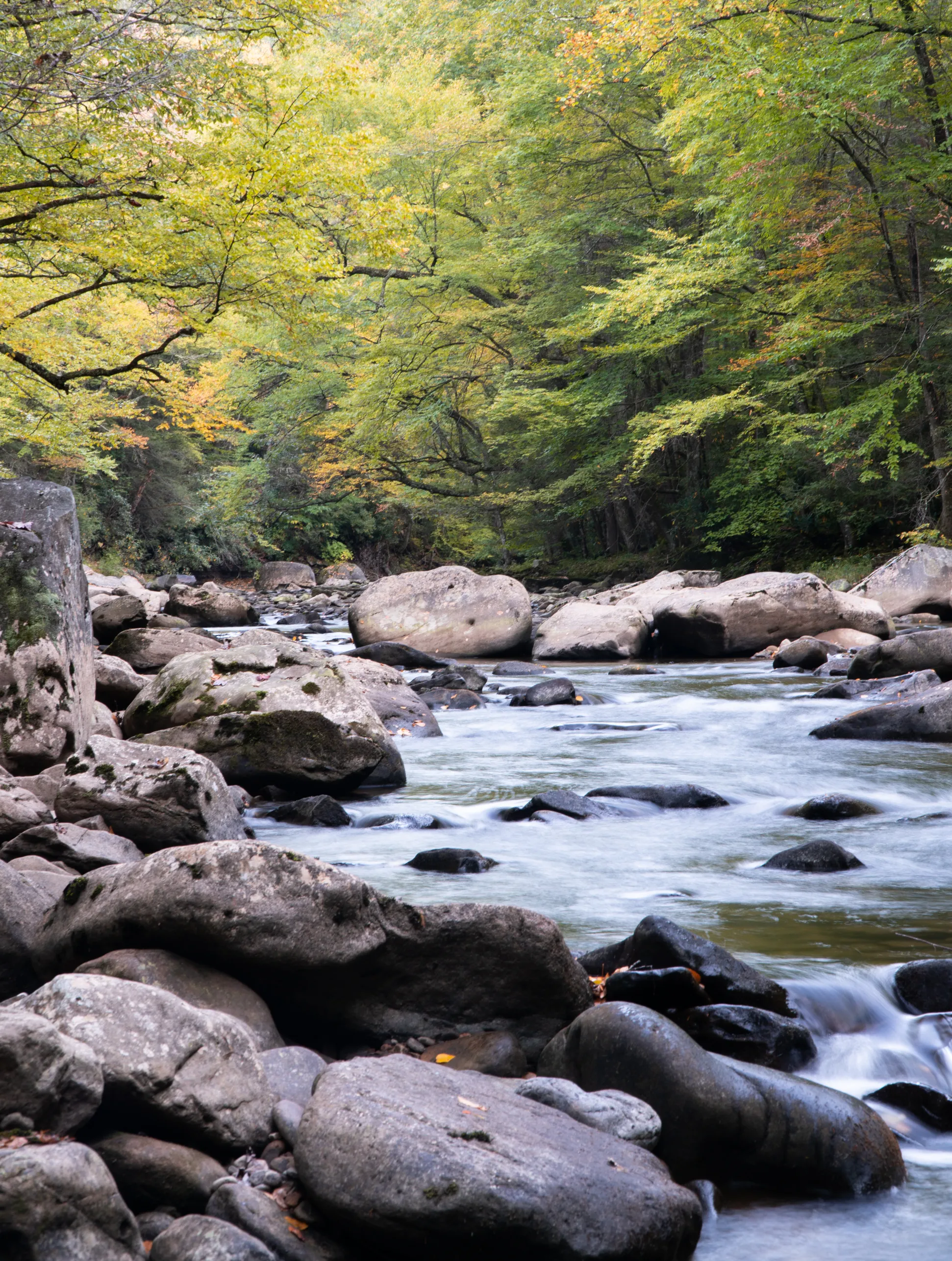 Backcountry Fly Fish on the Cranberry River