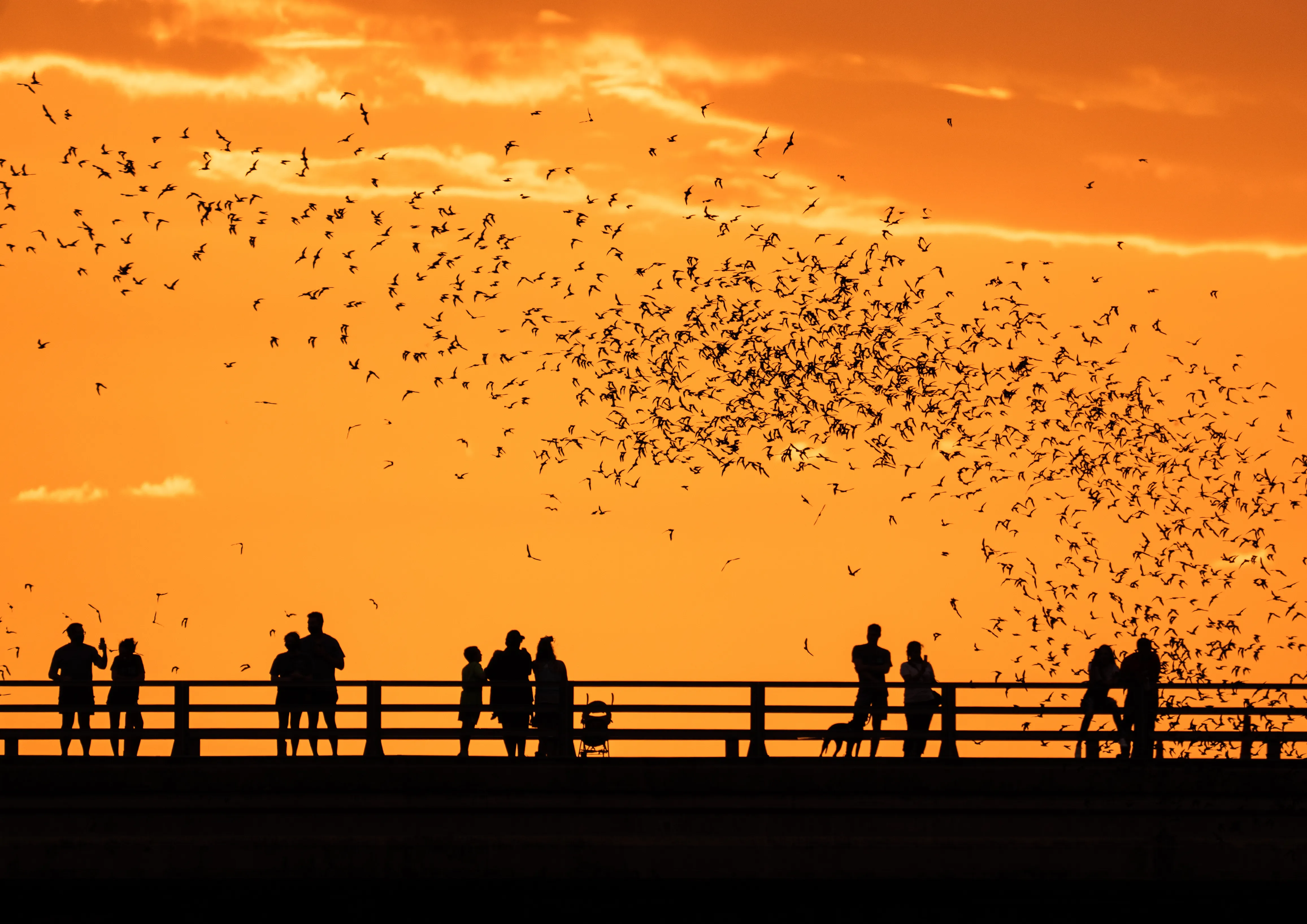 Watch the Mexican-Free-Tailed Bats Emerge from Congress Street Bridge