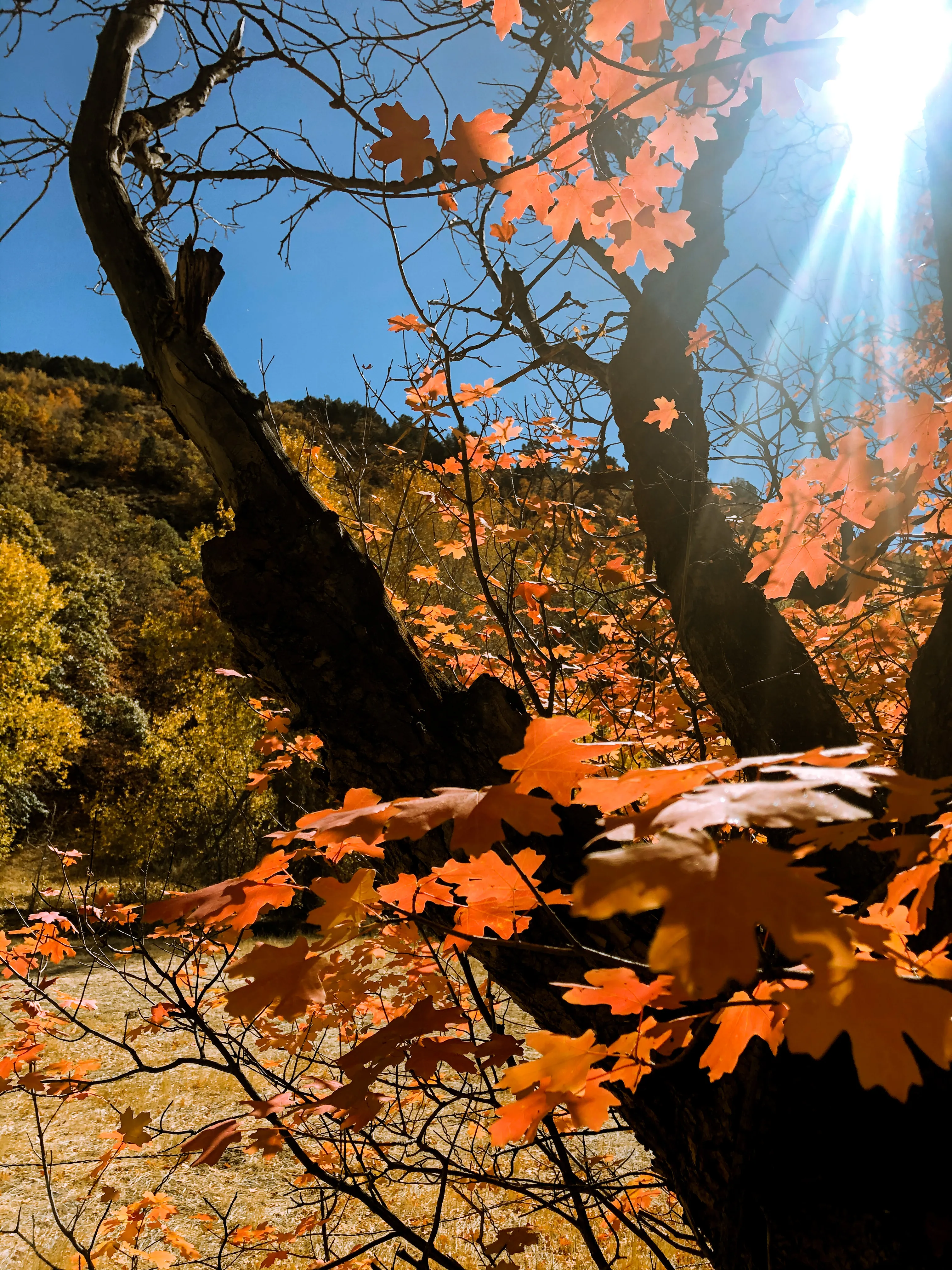 Drive Butterfield Canyon