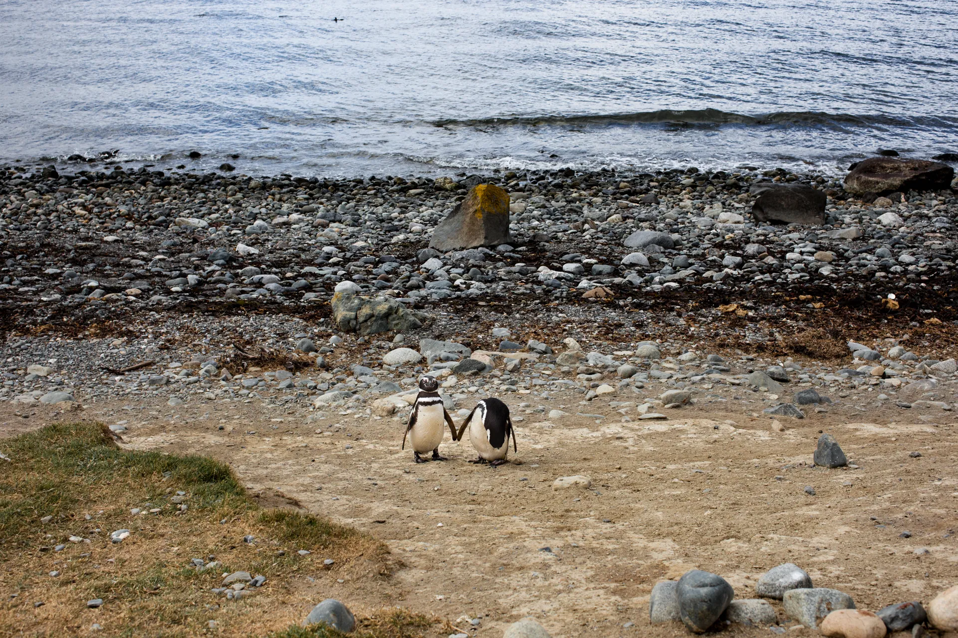 Walk with Penguins at Isla Magdalena (Natural Monument Los Pingüinos)