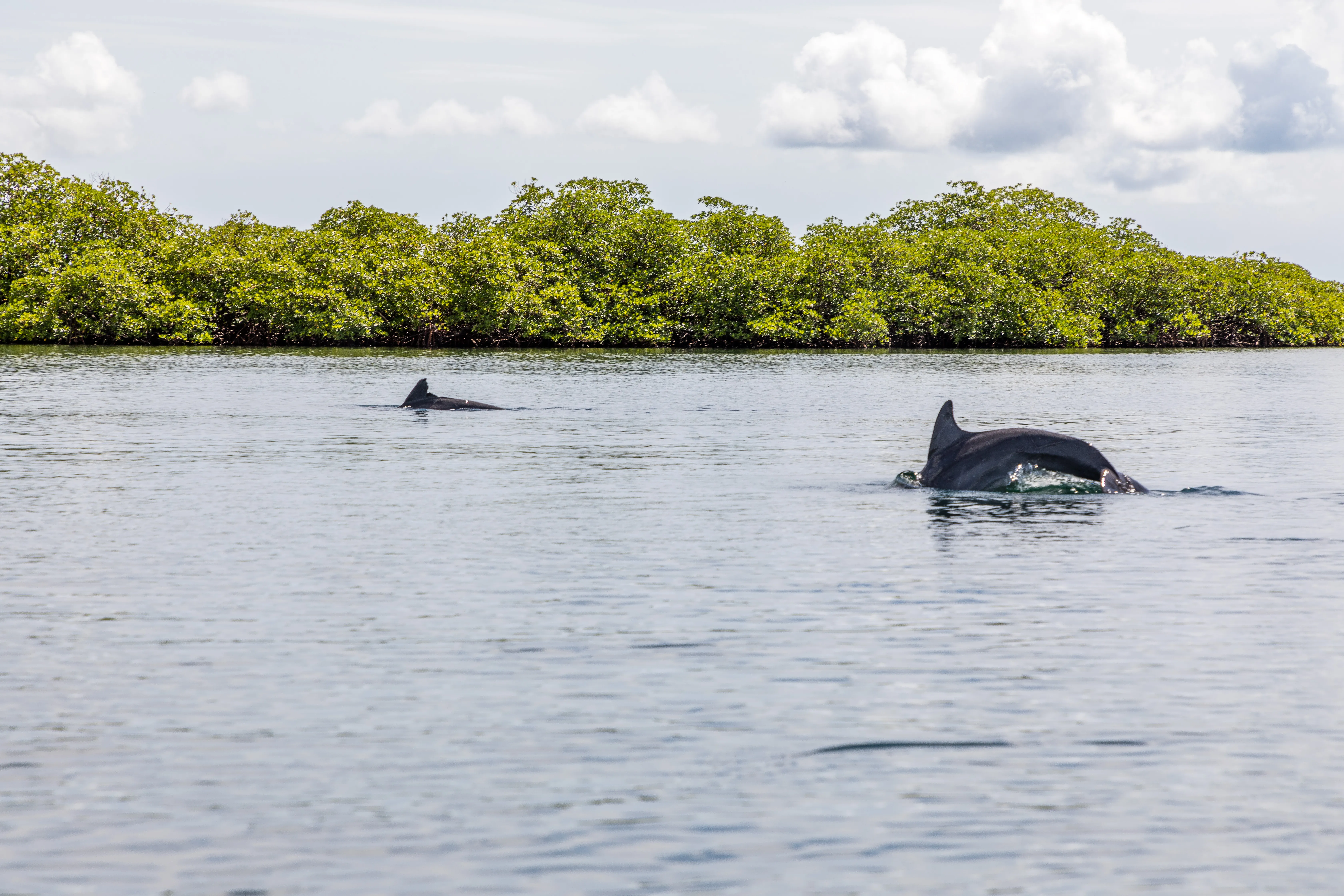 Explore Dolphin Bay