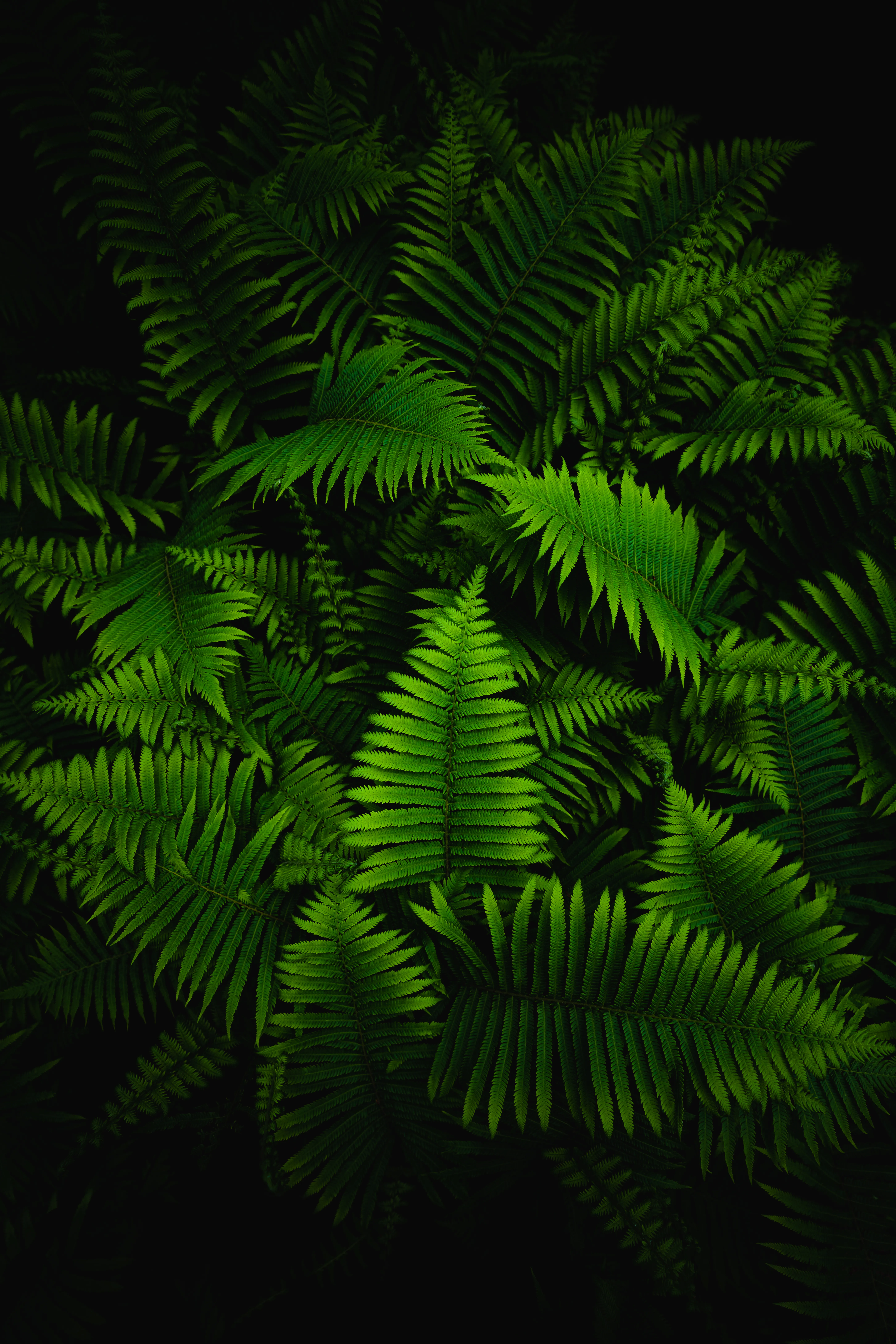 Hike the Little Fern Trail