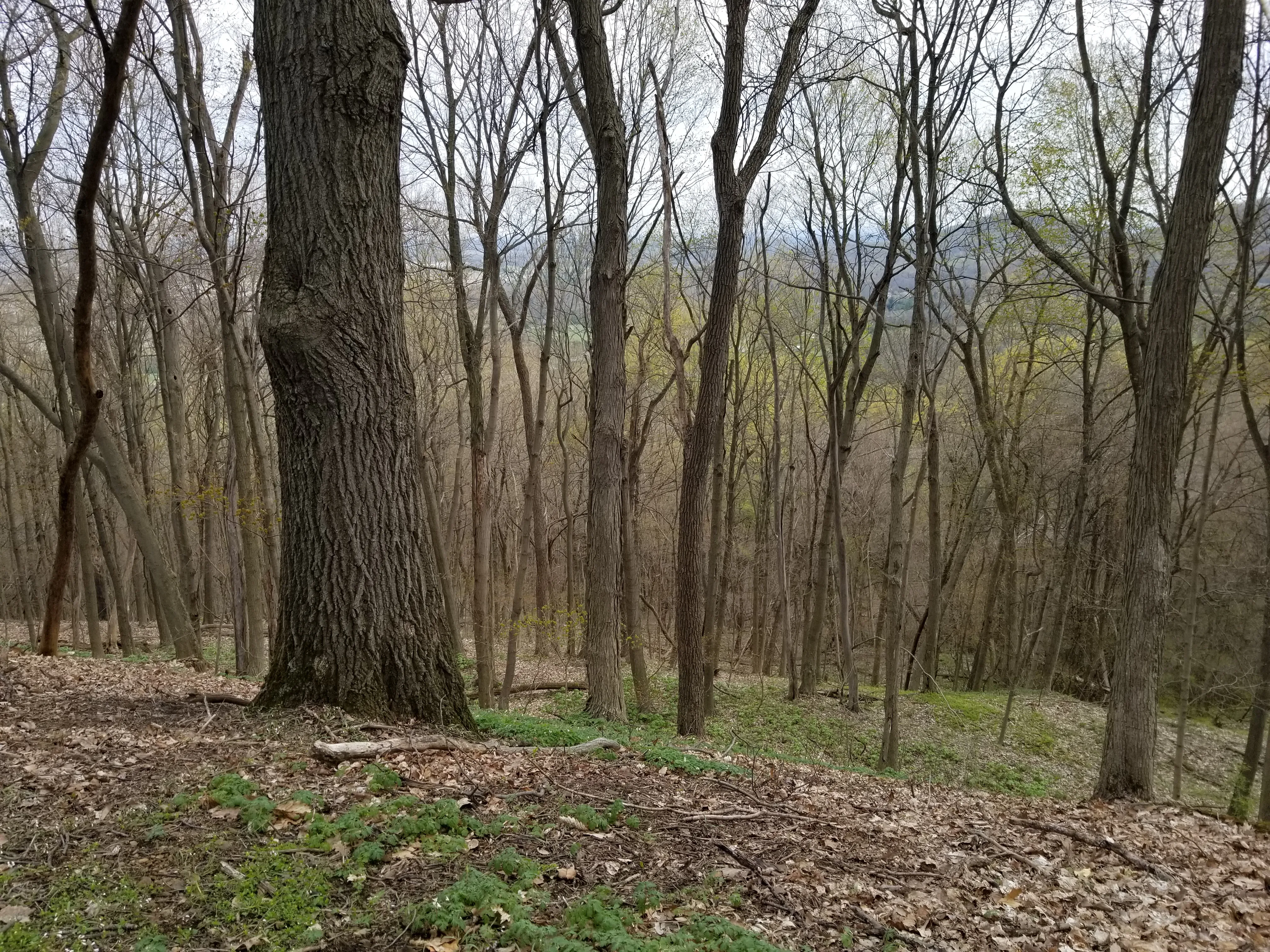 Shawnee Ridge Trail Loop