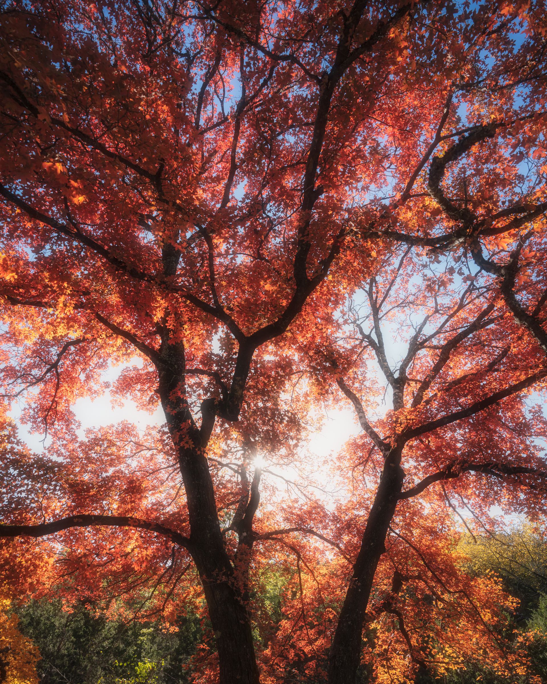 Hike the Lost Maples Extra Loop Trail, Vanderpool, Texas | The Outbound