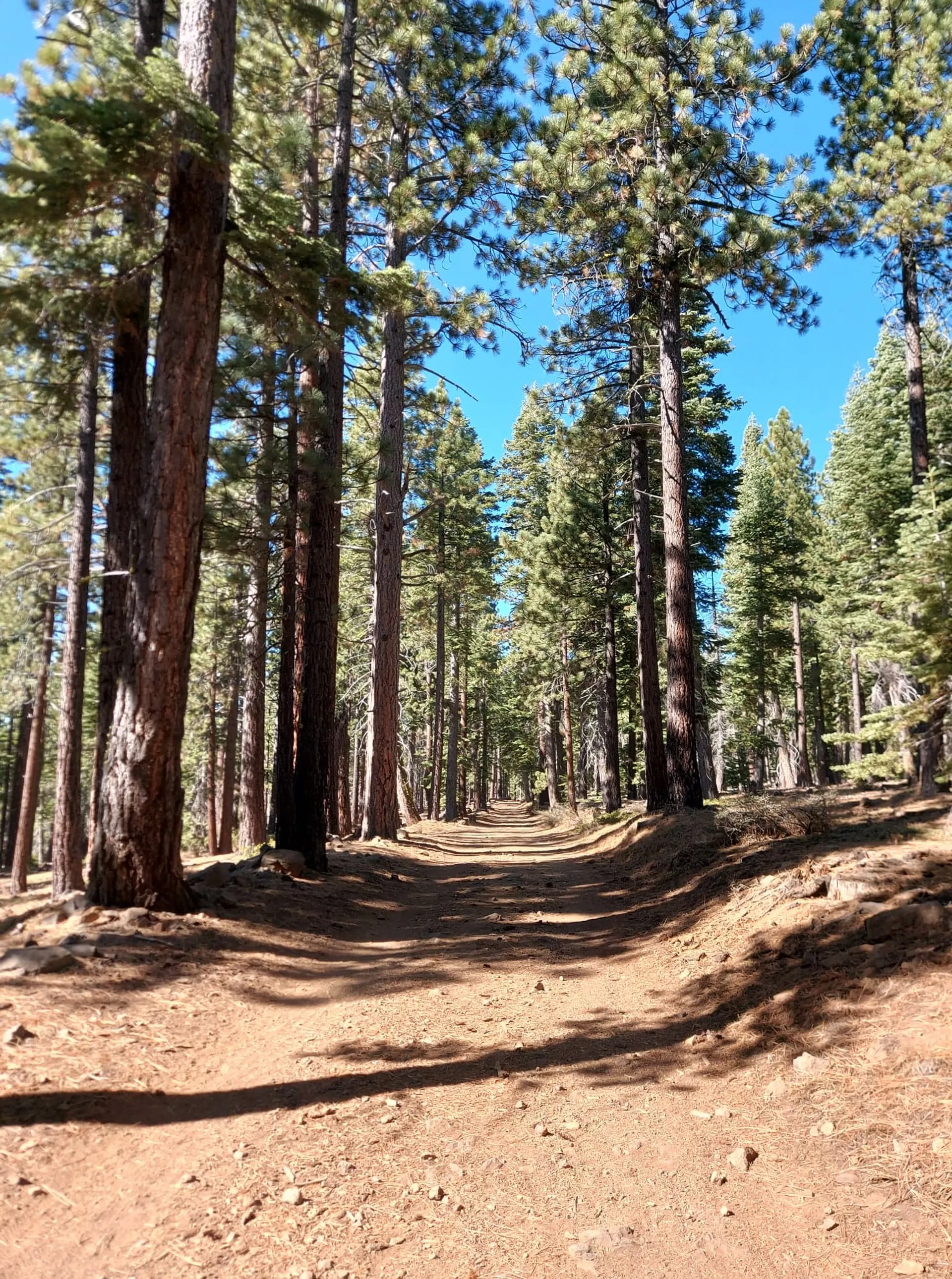 Purple Trail and Burton Creek Loop