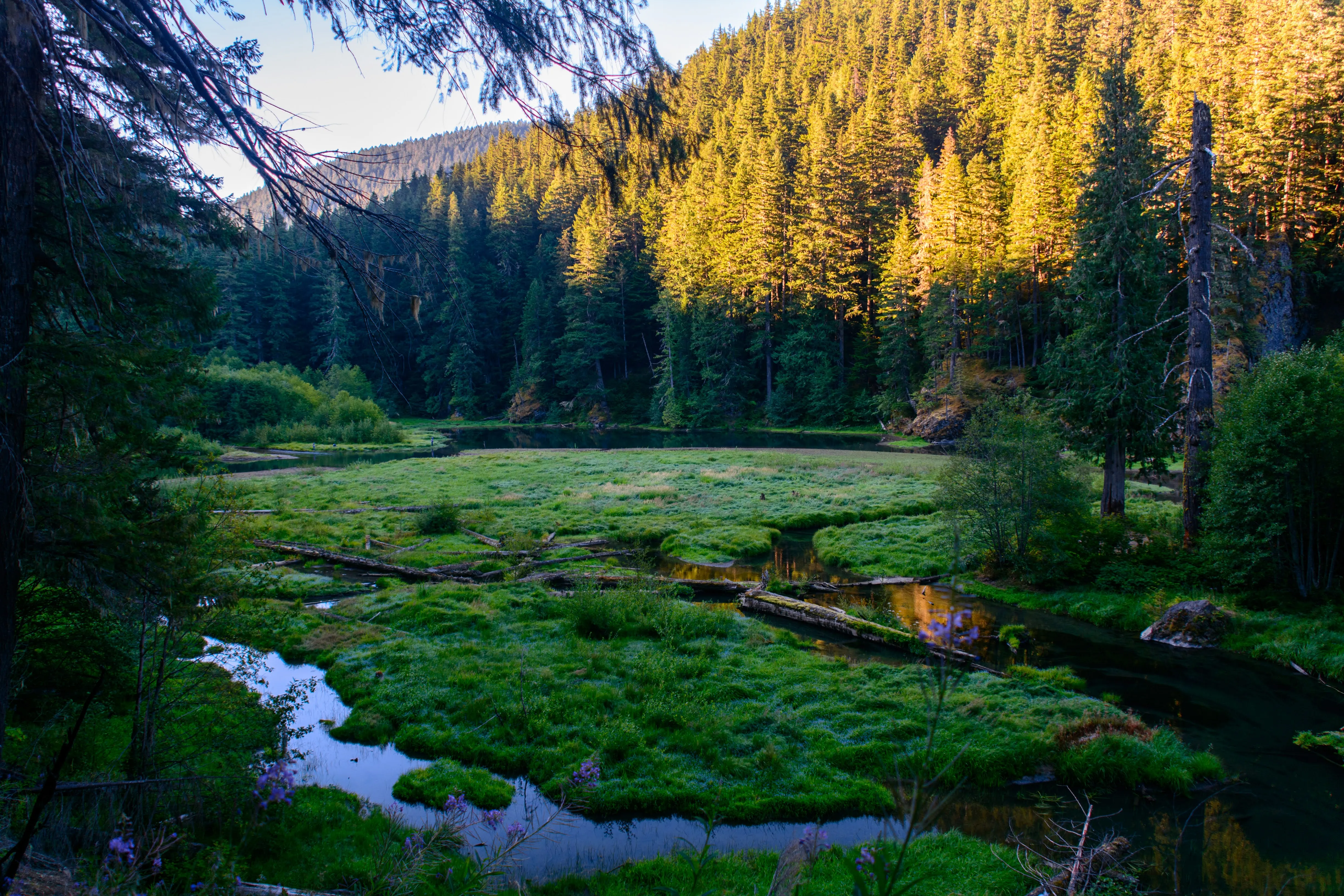 Noble Knob via Greenwater Trail