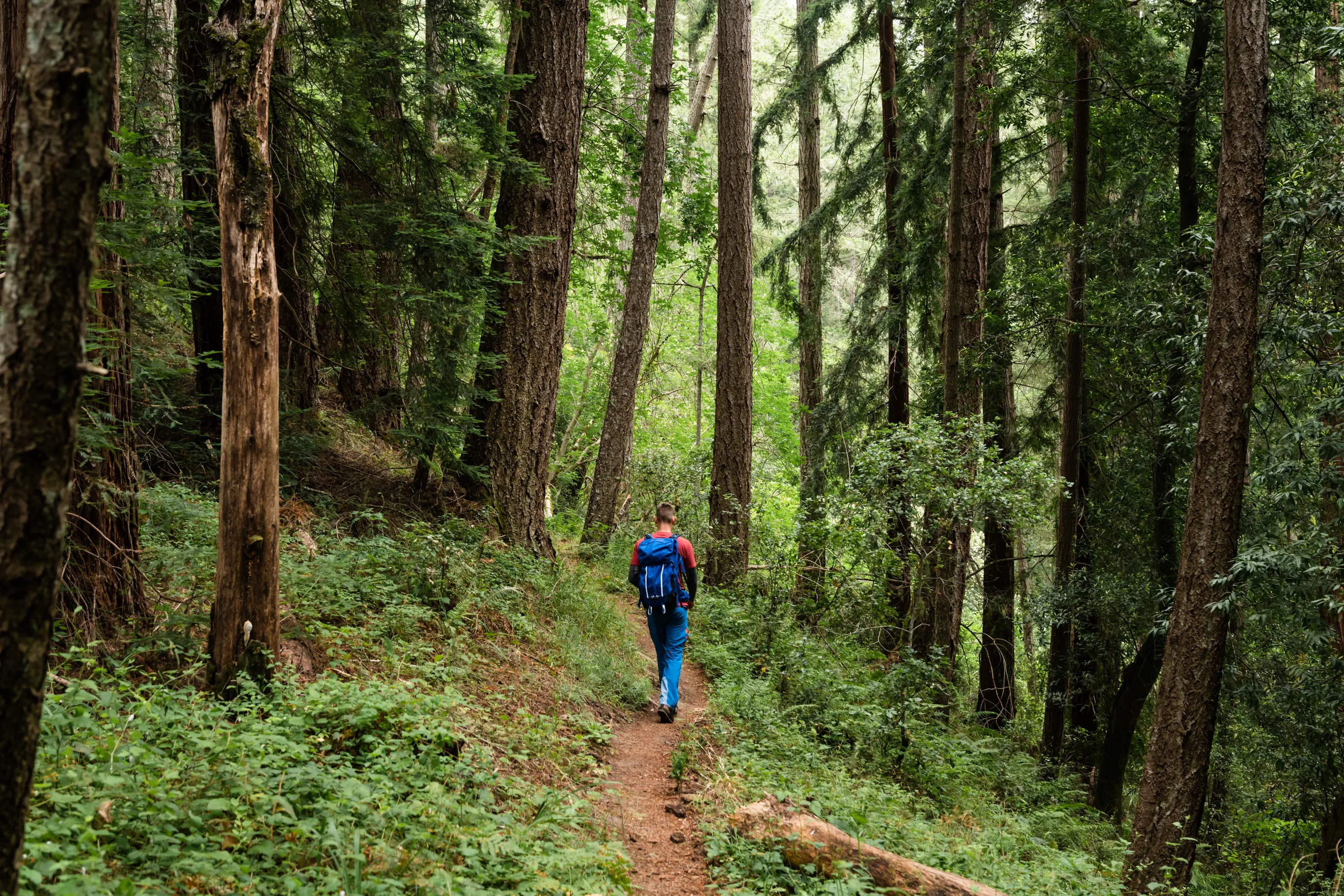 Portola Redwoods State Park Loop