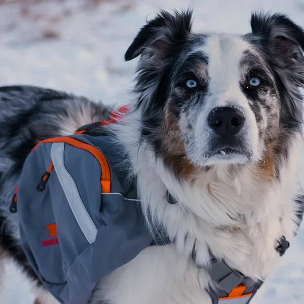 Review: MountainSmith K9 Dog Pack