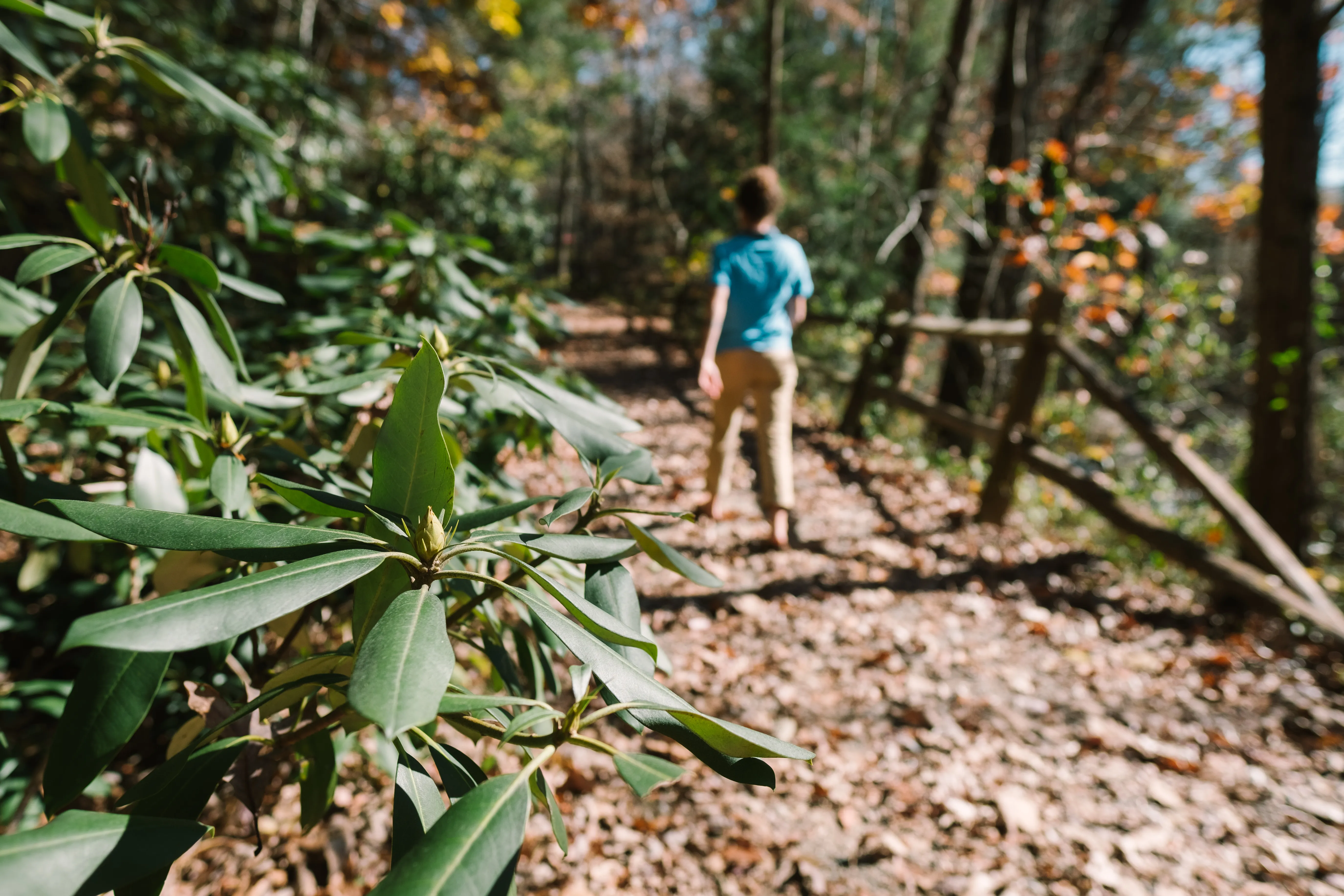 Walk through The Botanical Gardens in Asheville