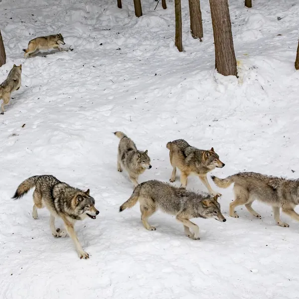 Gray Wolf Reintroduction, What Does 2023 Look Like In Colorado?