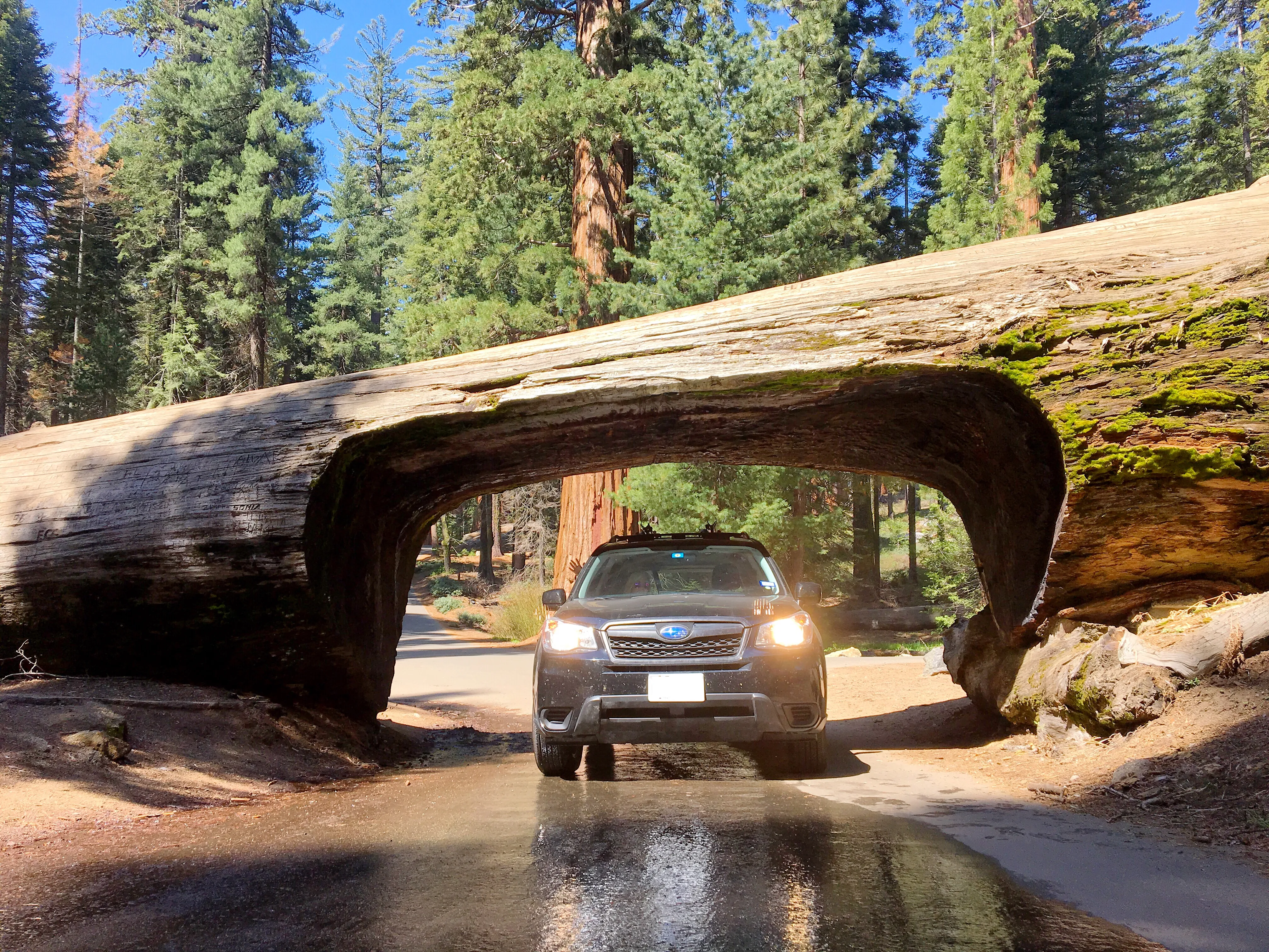 Drive through Tunnel Log
