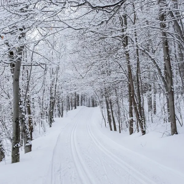 Skijoring 101 on Minnesota's North Shore