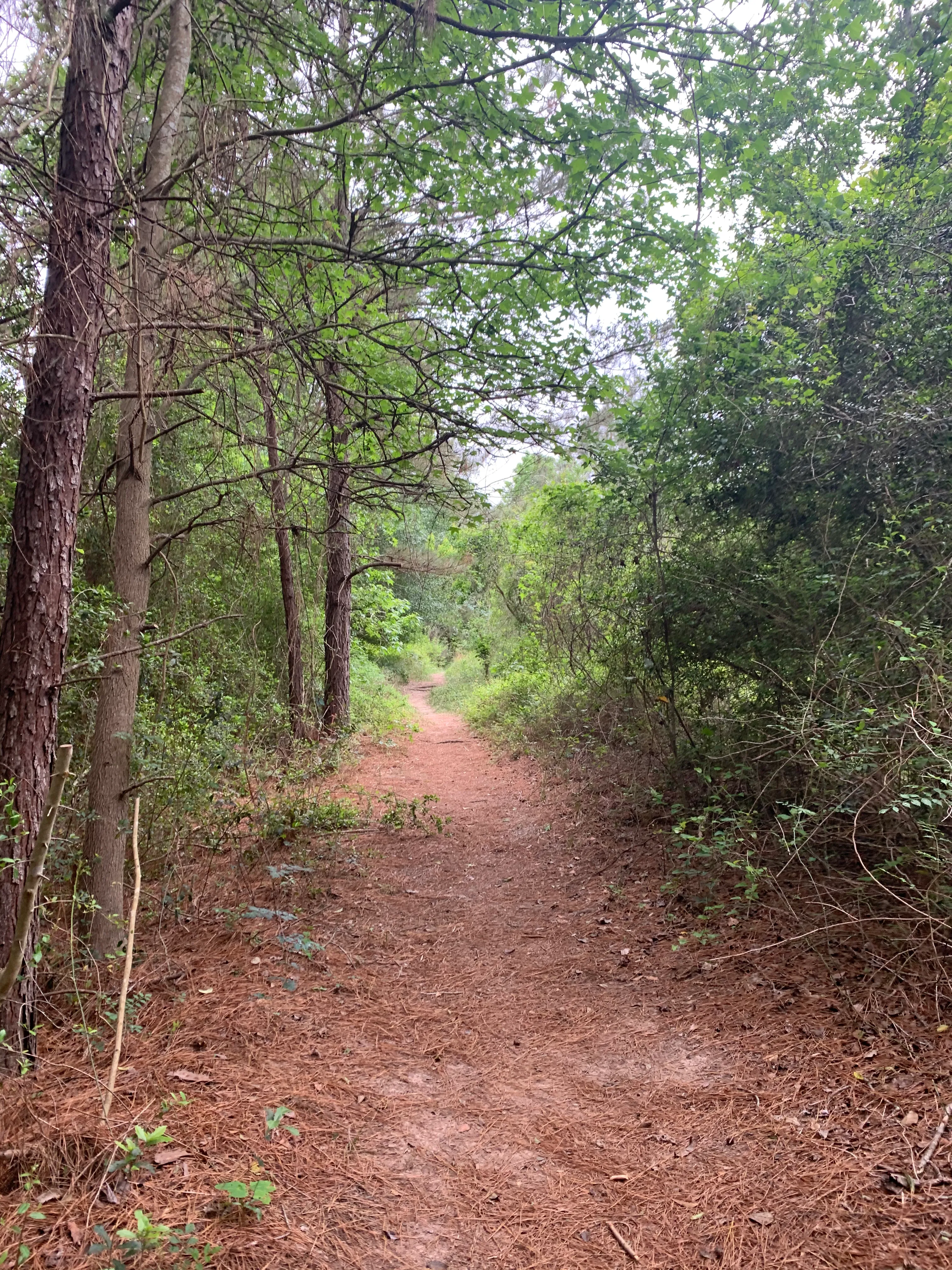 Hike Cypress Creek Trail