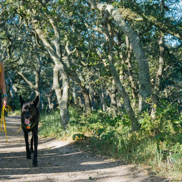 Into the wild with the Danner Trail 2650 Campo