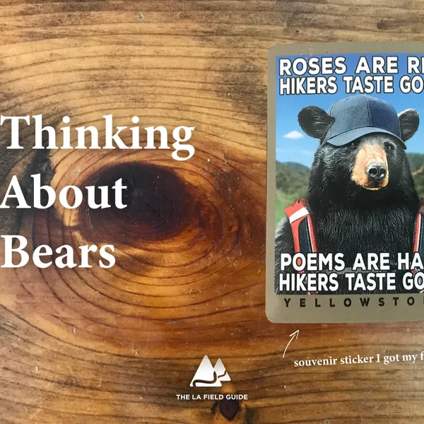 Thinking About Bears