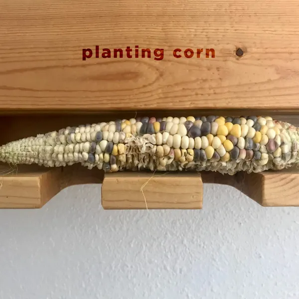 What planting corn taught me about being alive.