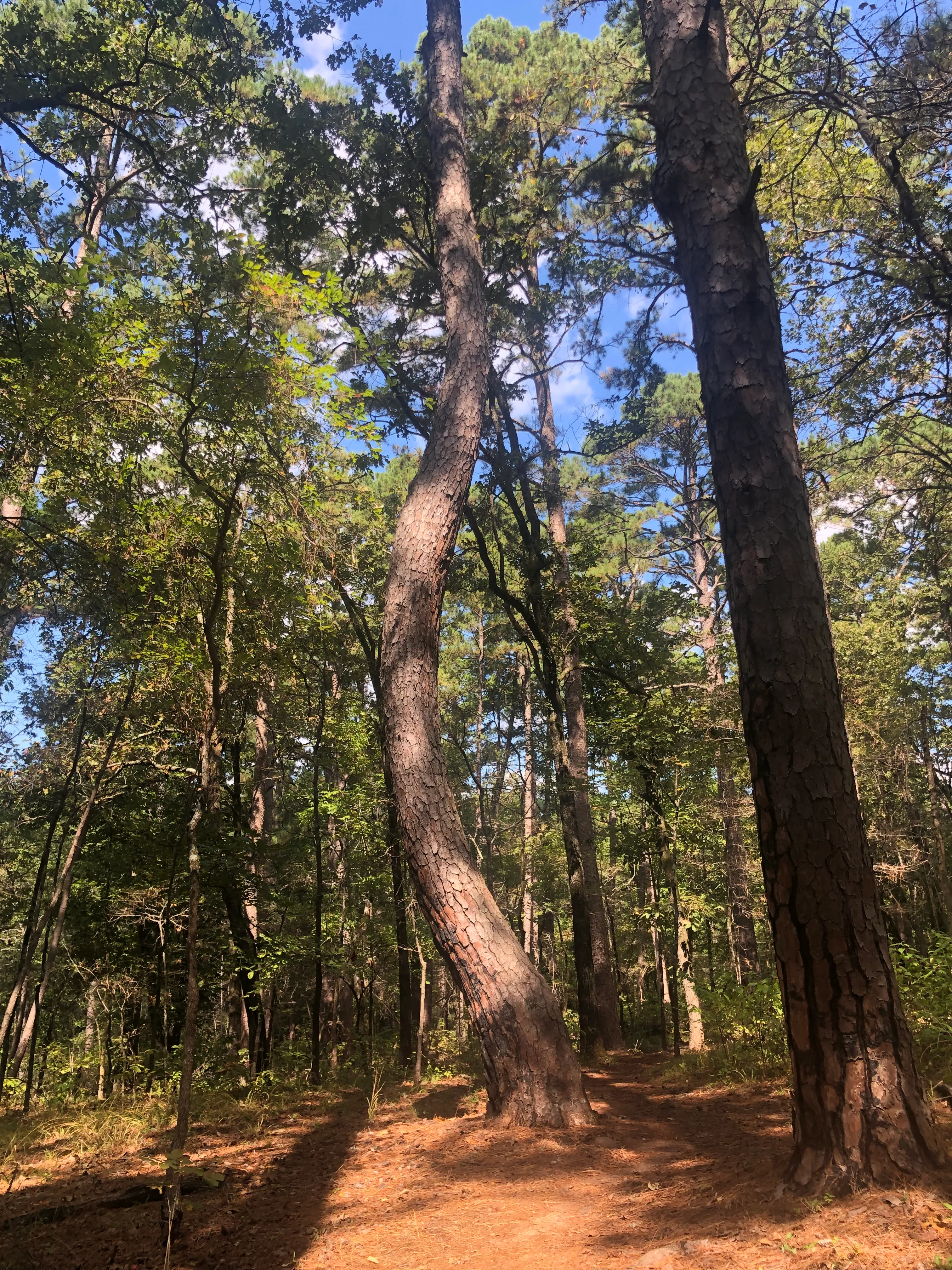 Tyler State Park C And D Loop Trail