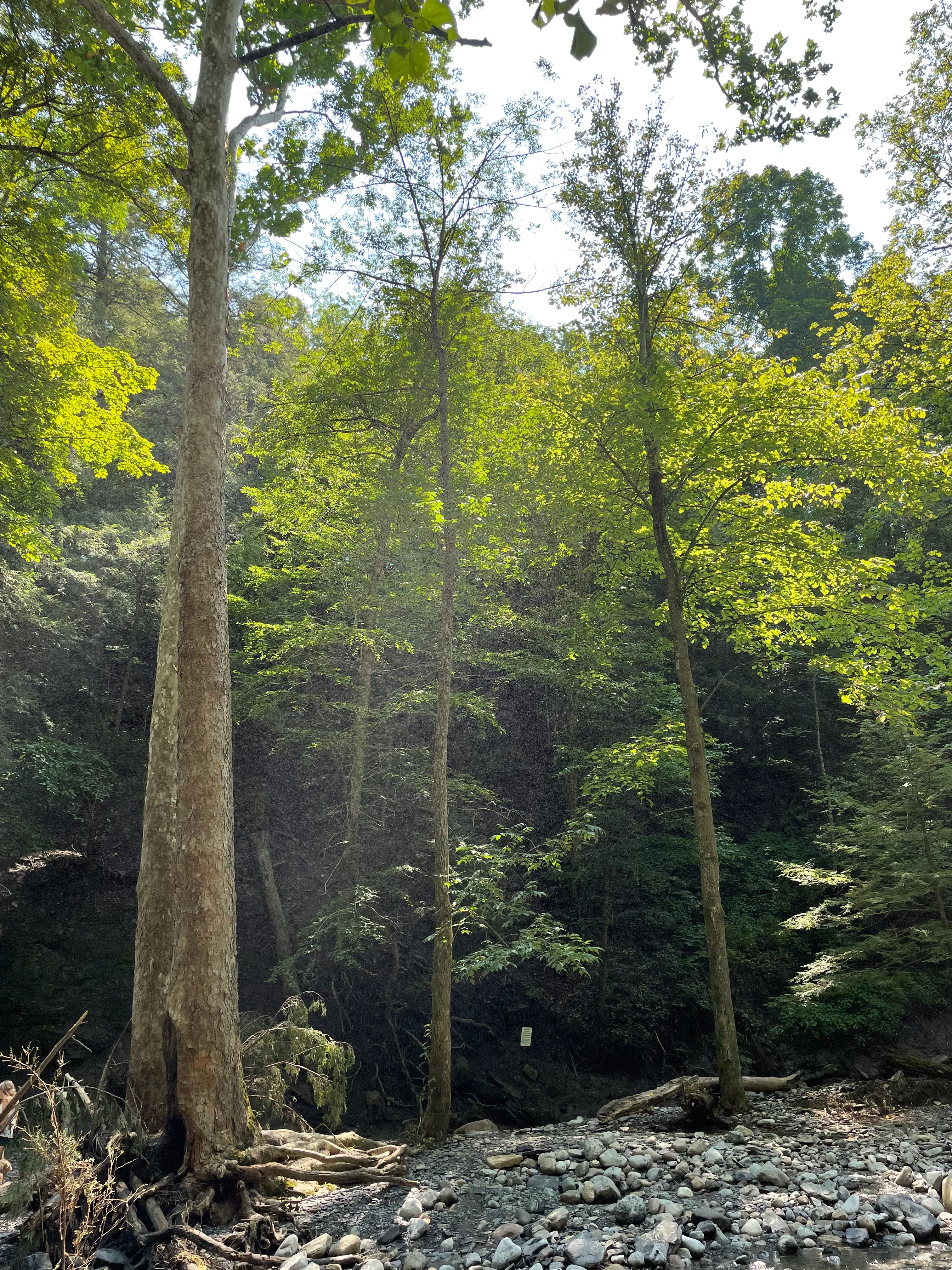 Great Gully Falls Trail