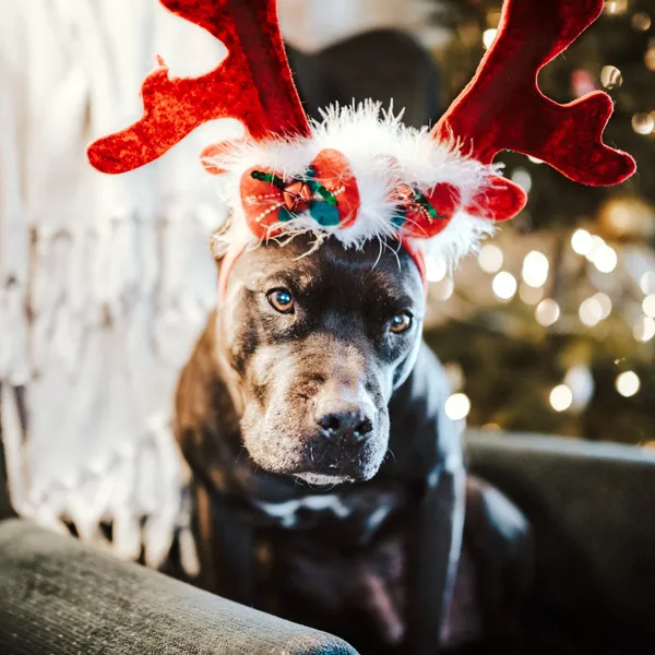 A How-to Guide for Holiday Gathering with Dogs