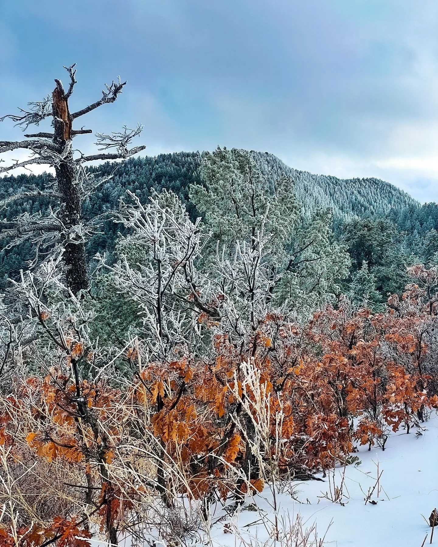 Tree Spring Trail