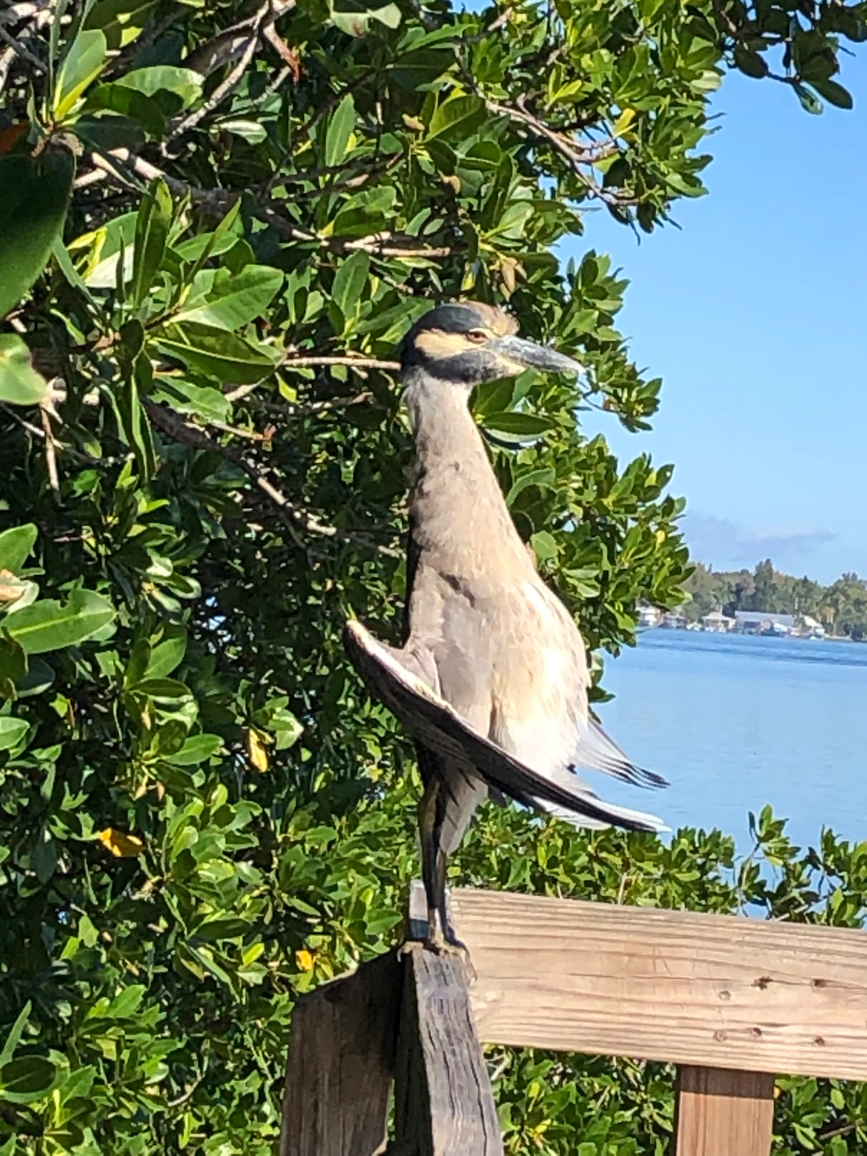 Leffis Key
