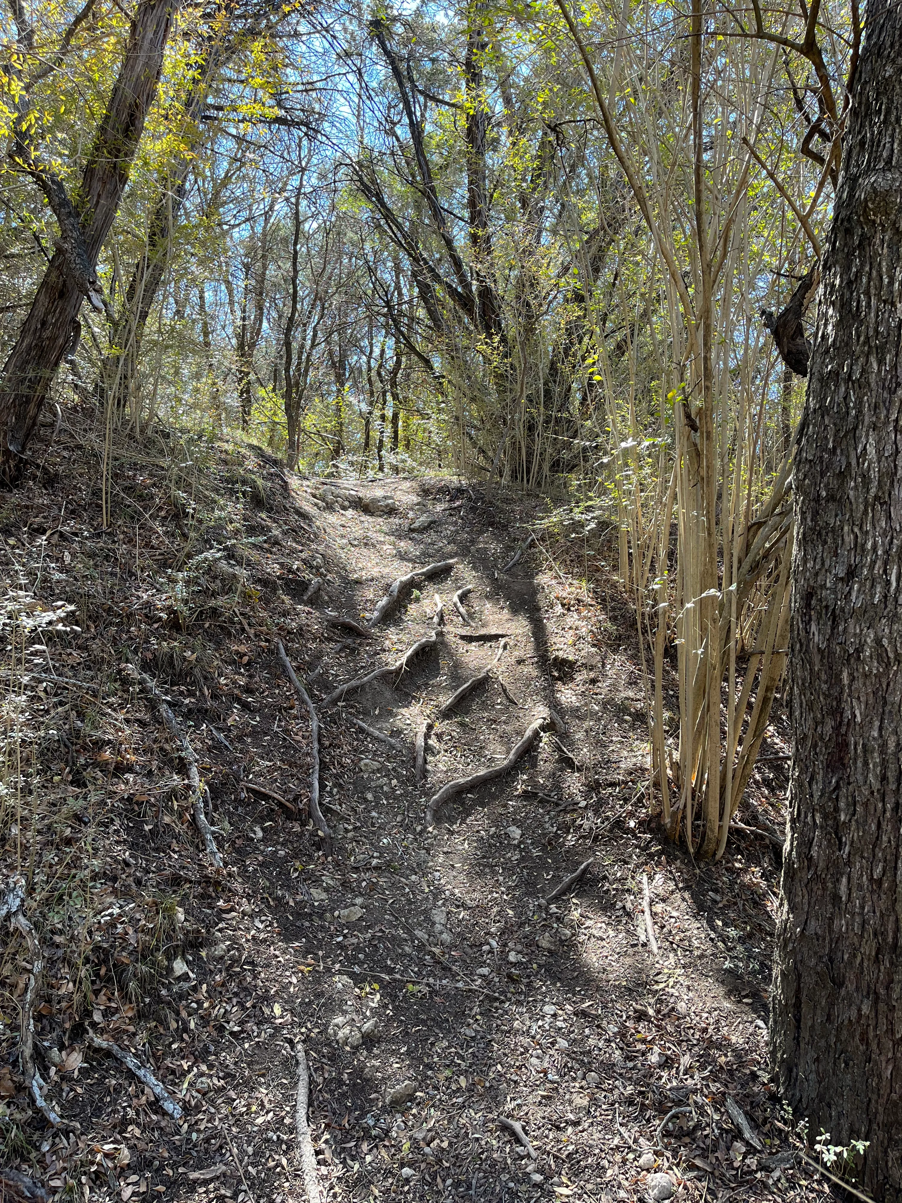White Tail Hollow Trail