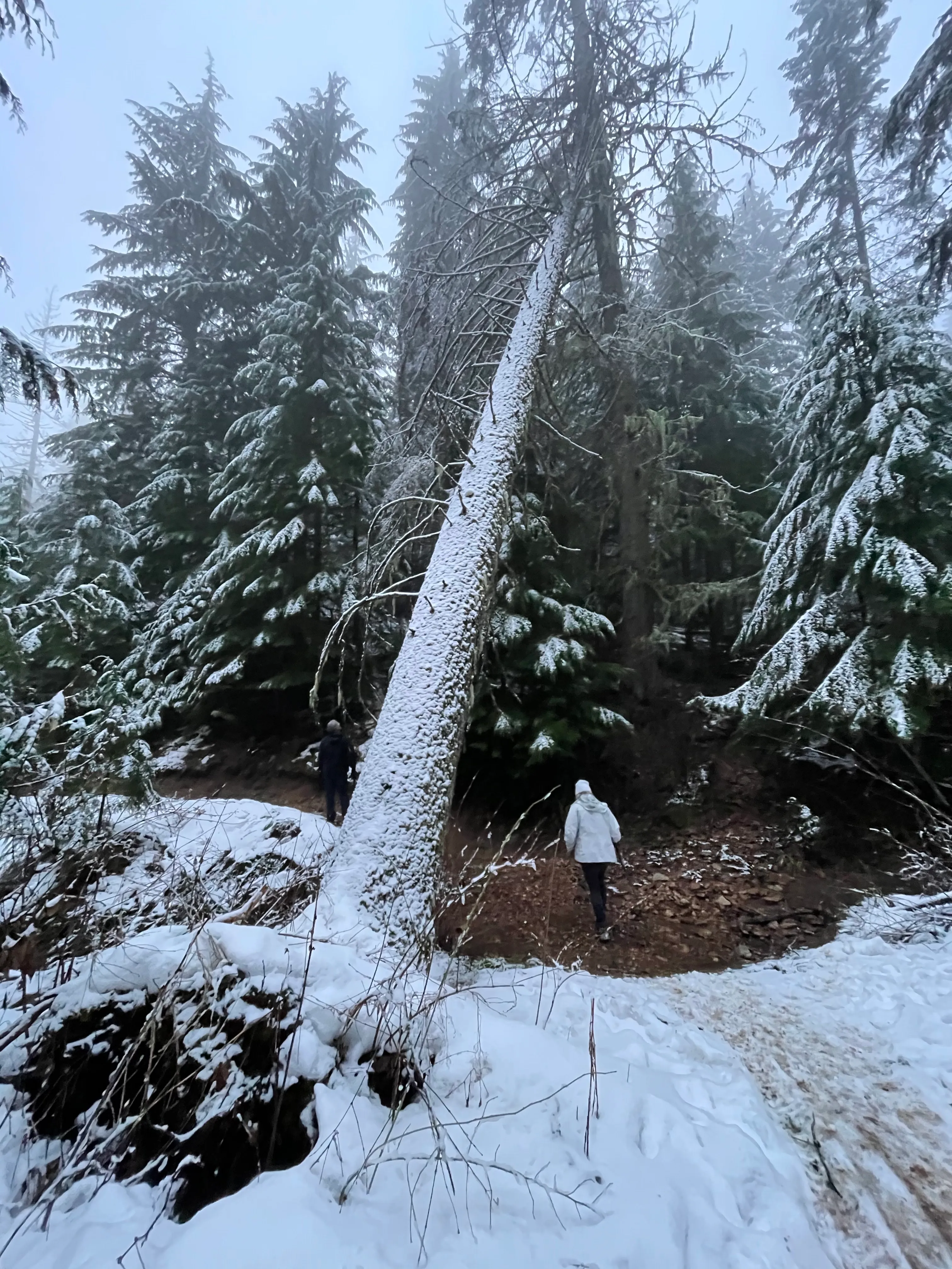 Canfield Mountain Trail 3, Trail A, and Cave Loop
