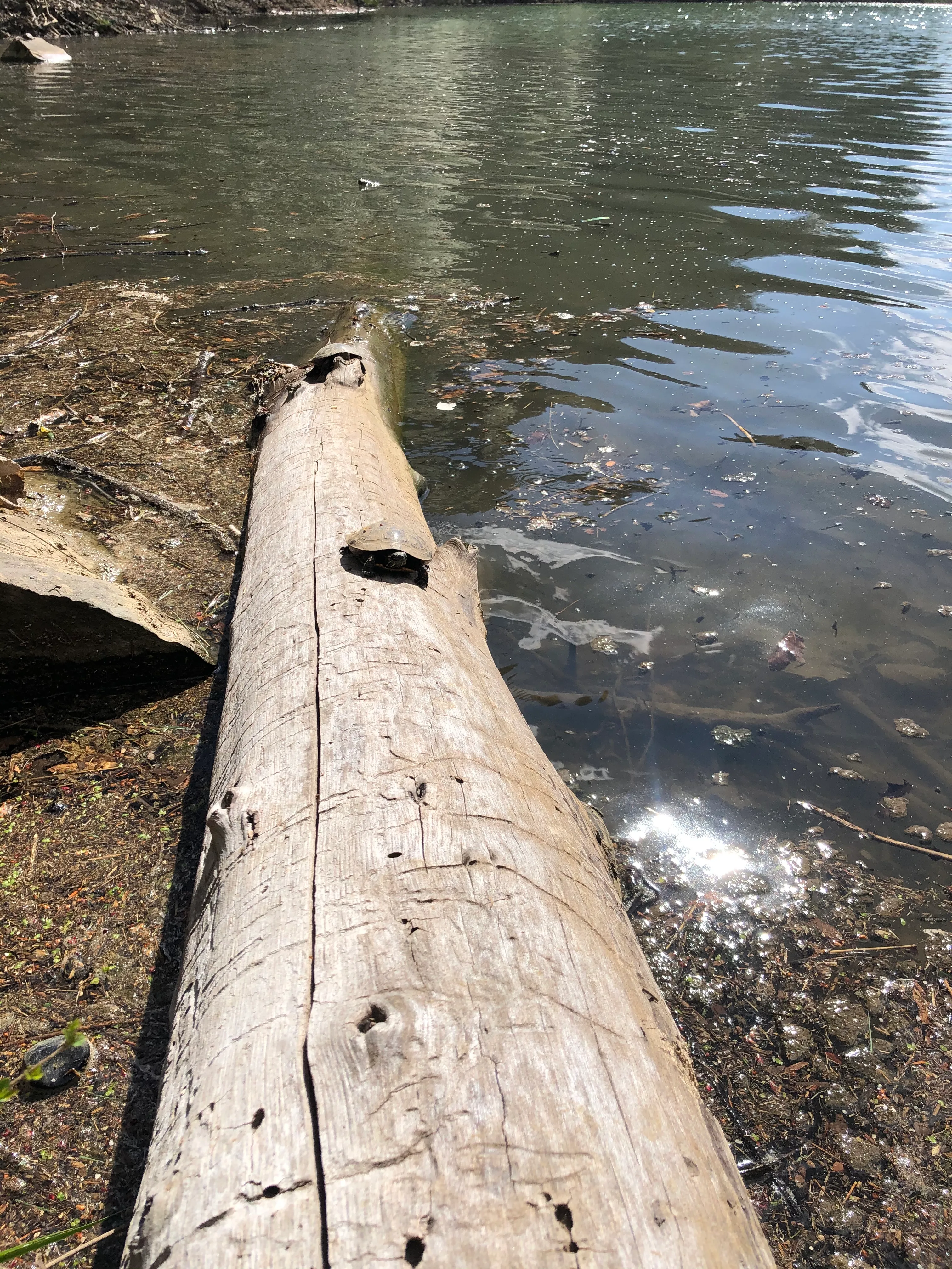 Powerline Trail and Lakeside Trail Loop