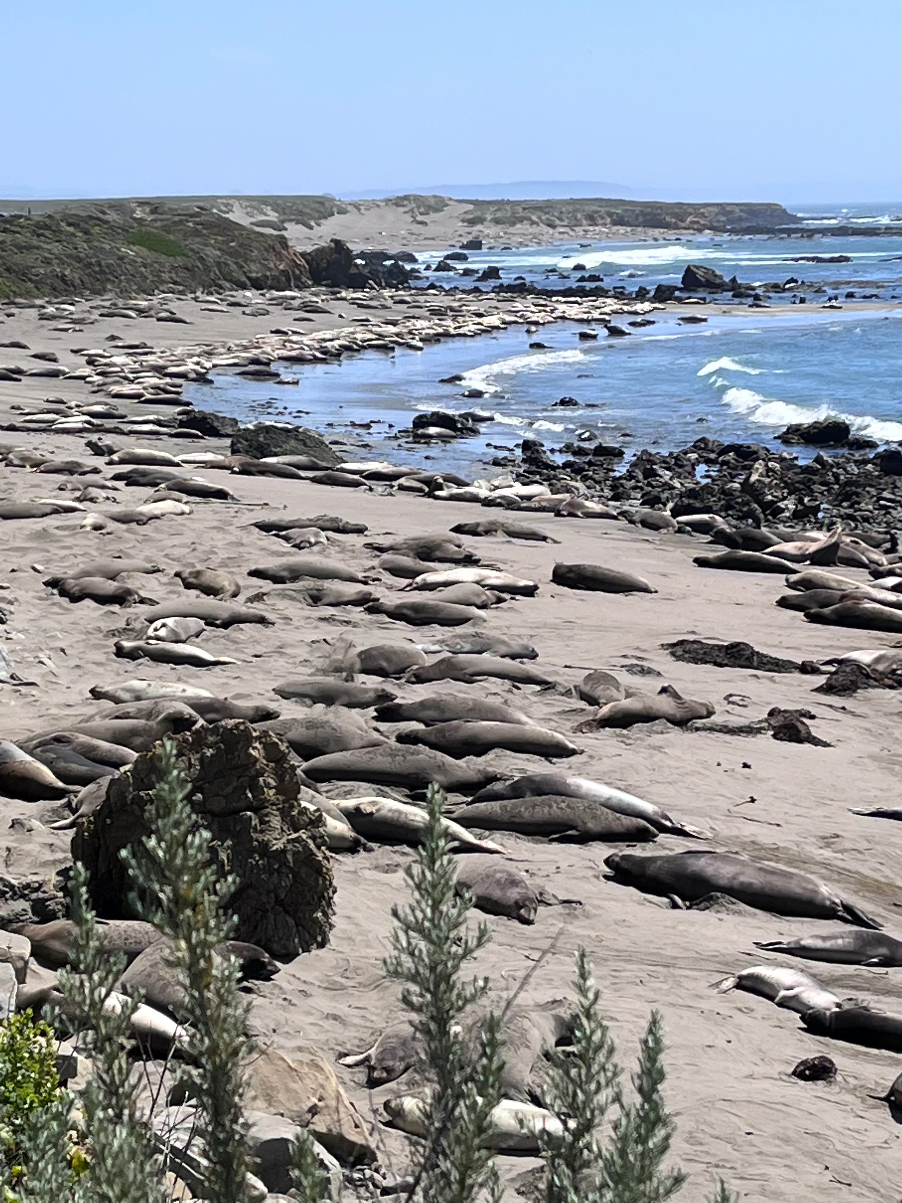 Elephant Seal Vista Point