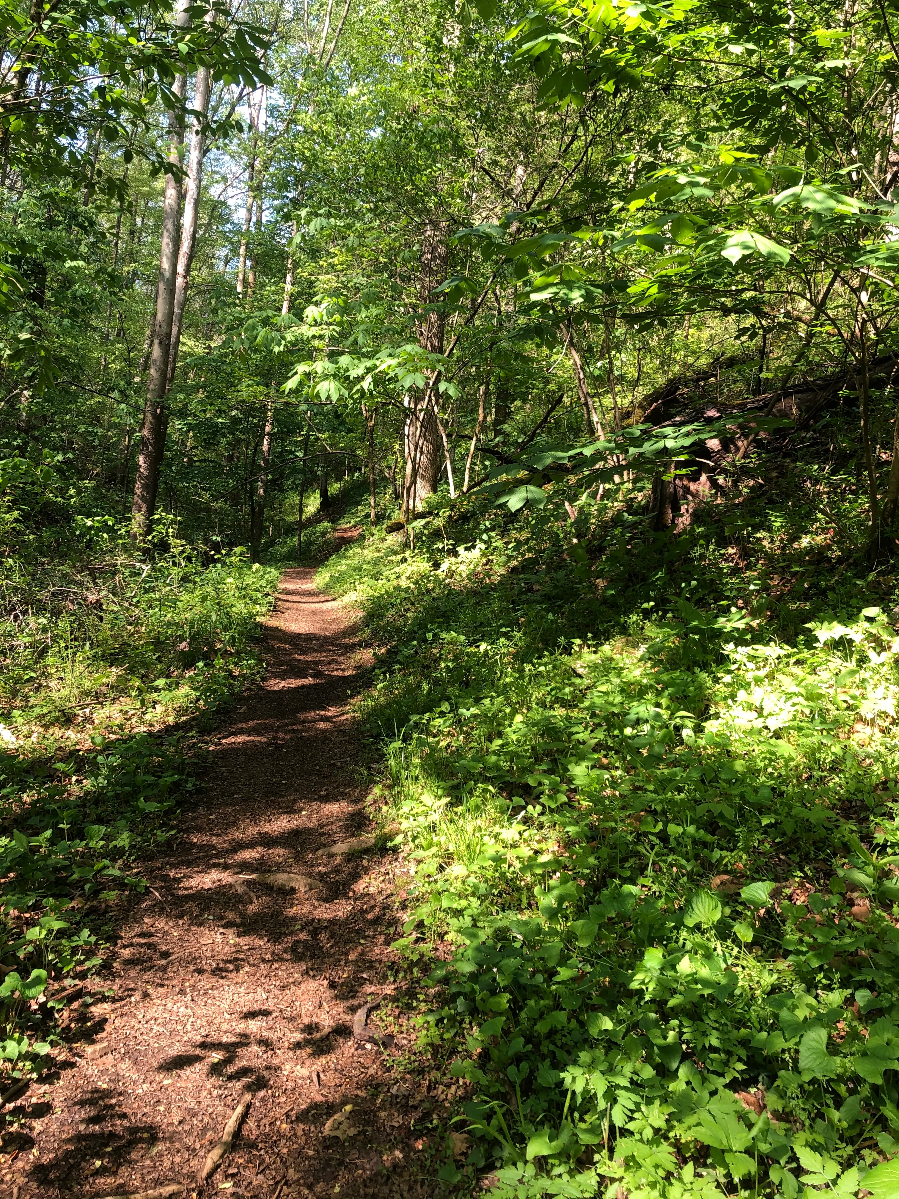 Lake Ridge Trail to Cross Ridge Trail Loop