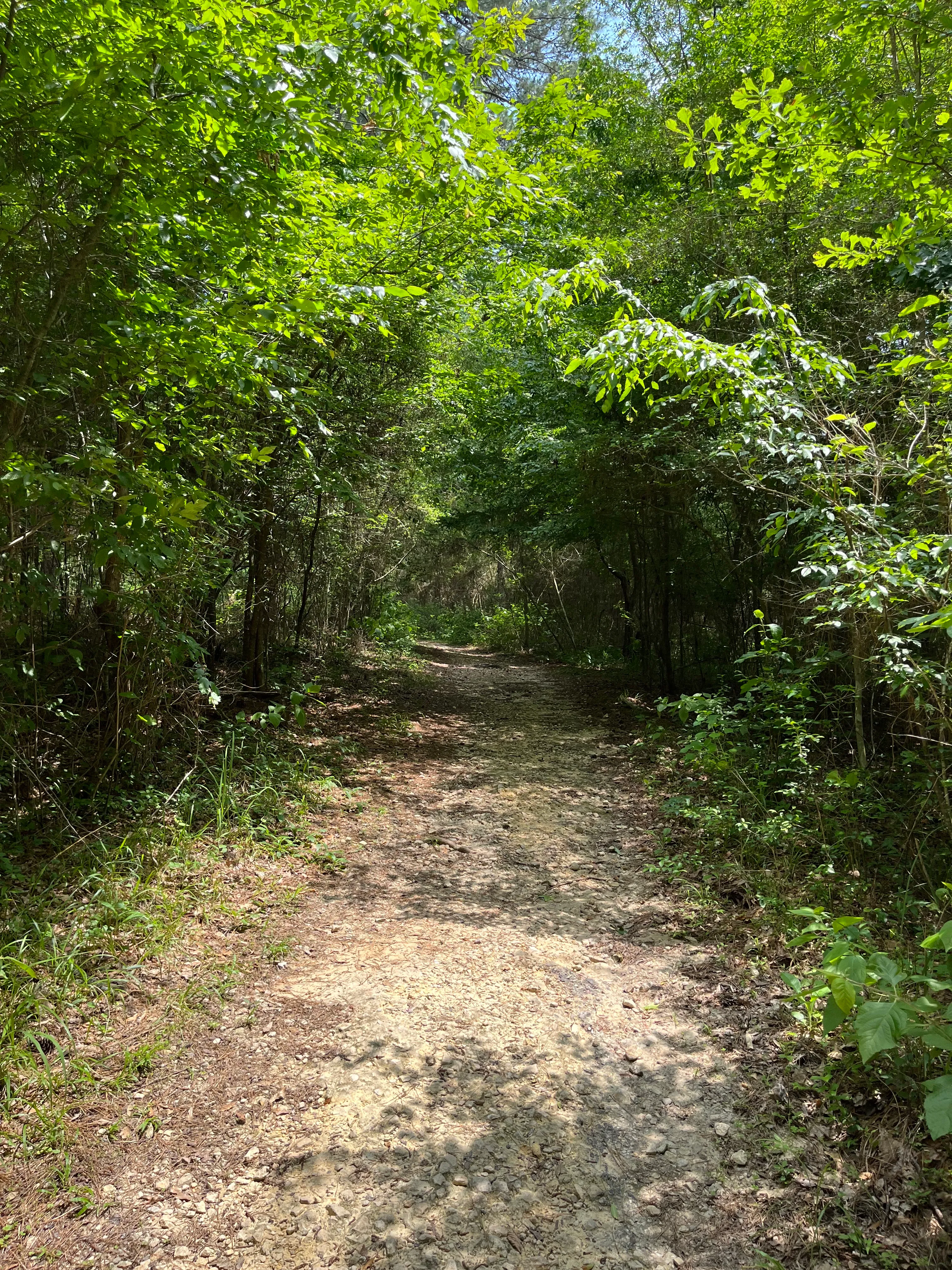 Coloneh Trail