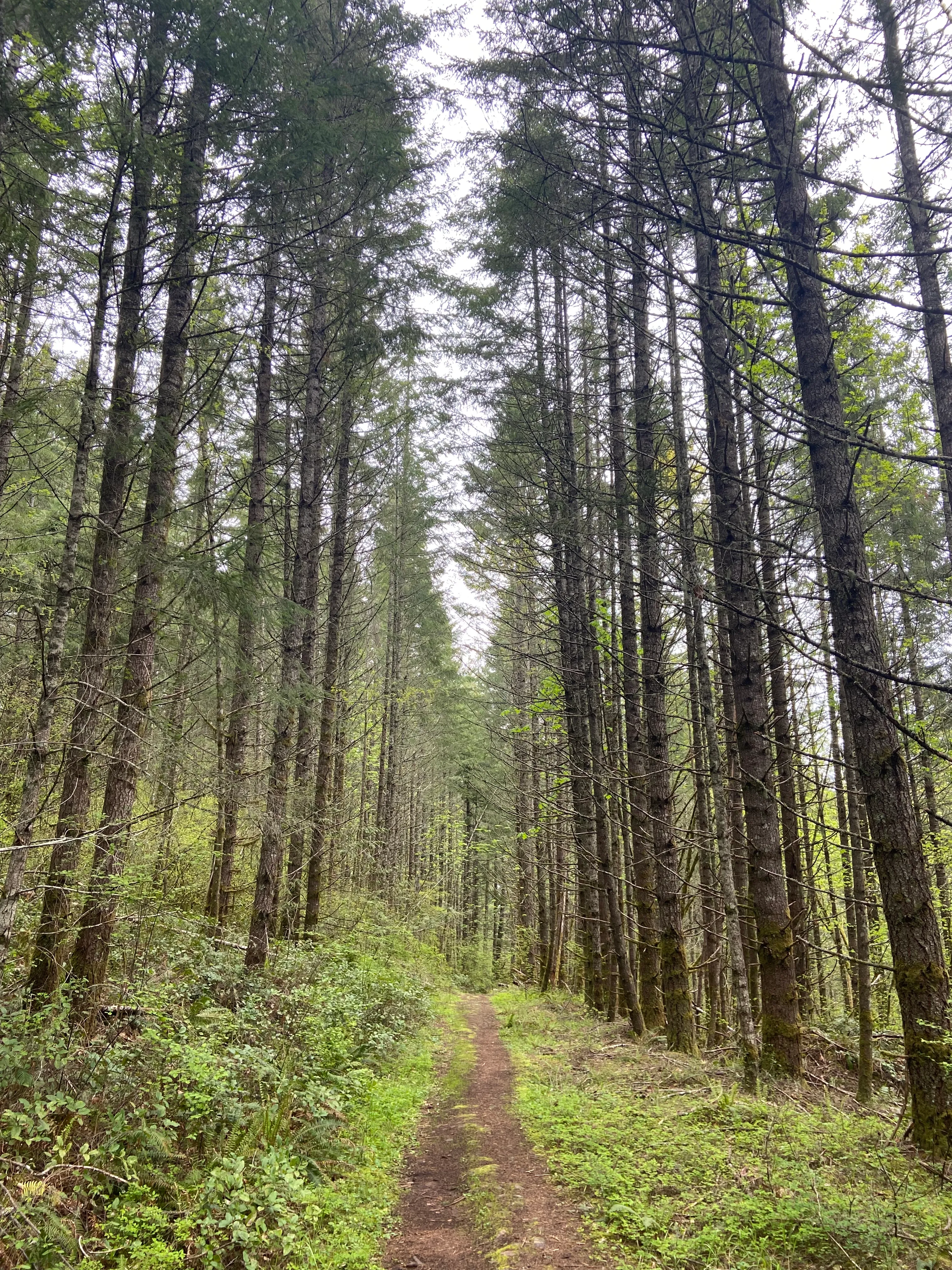 Huckleberry, Mark's and Looney's Gate Loop