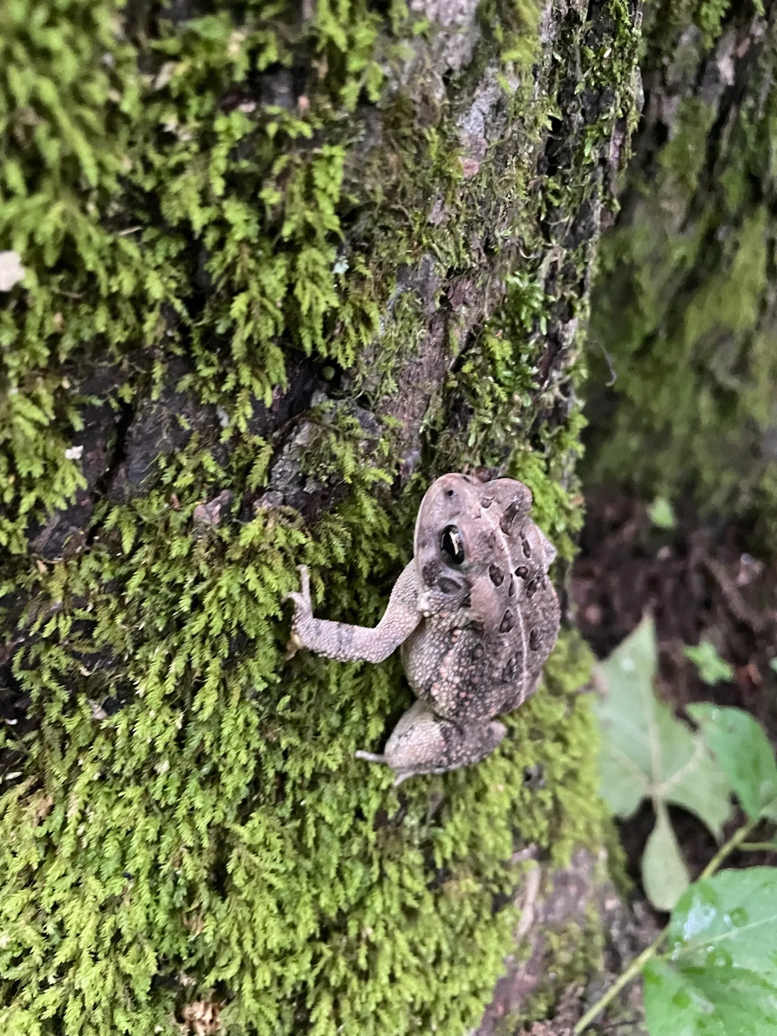 Fernlands Preserve Trail