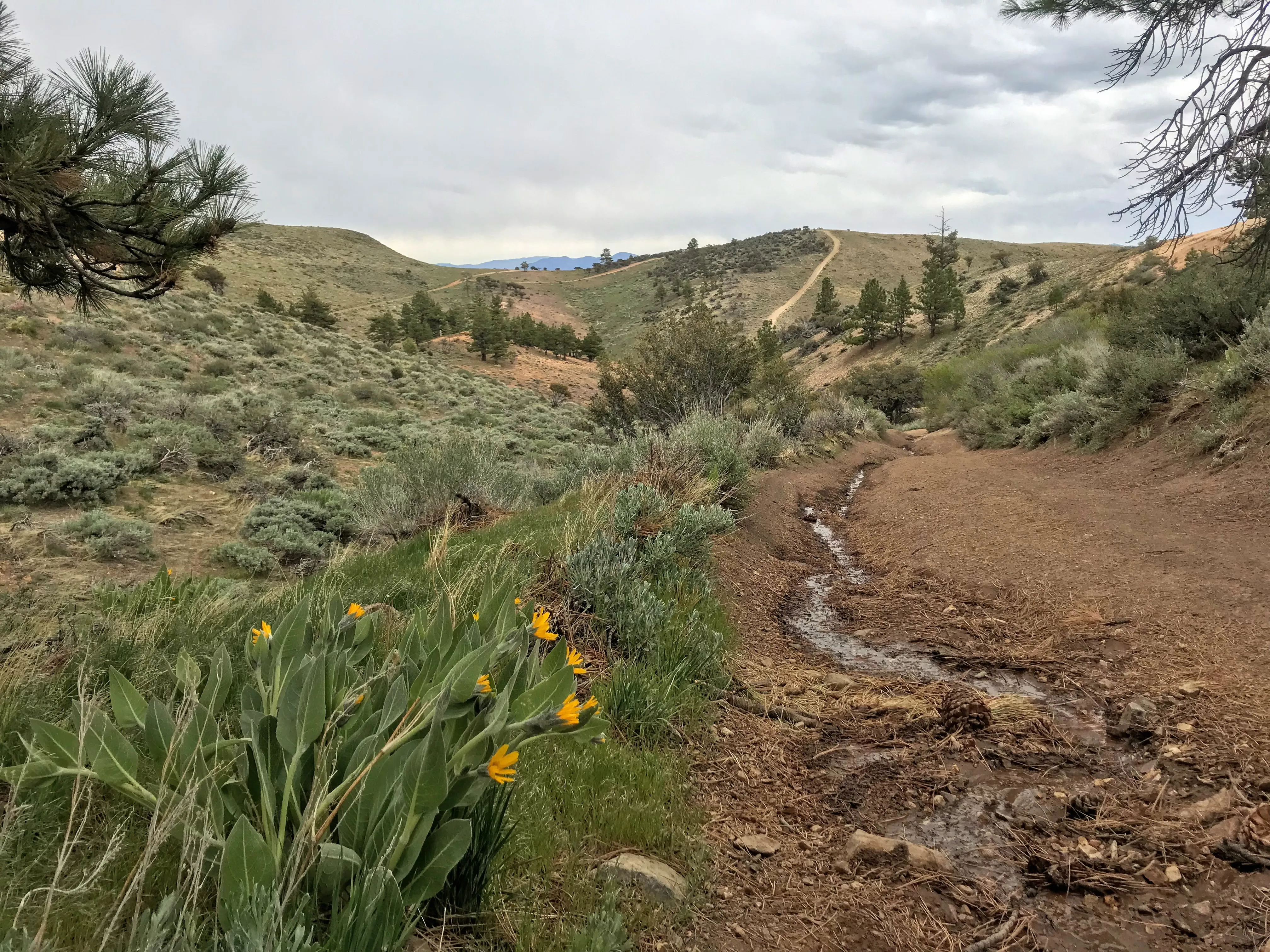 Peavine Peak Trail