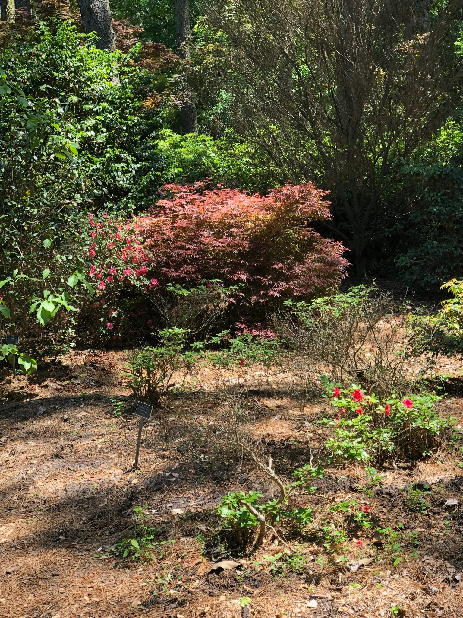Ruby M. Mize Azalea Garden