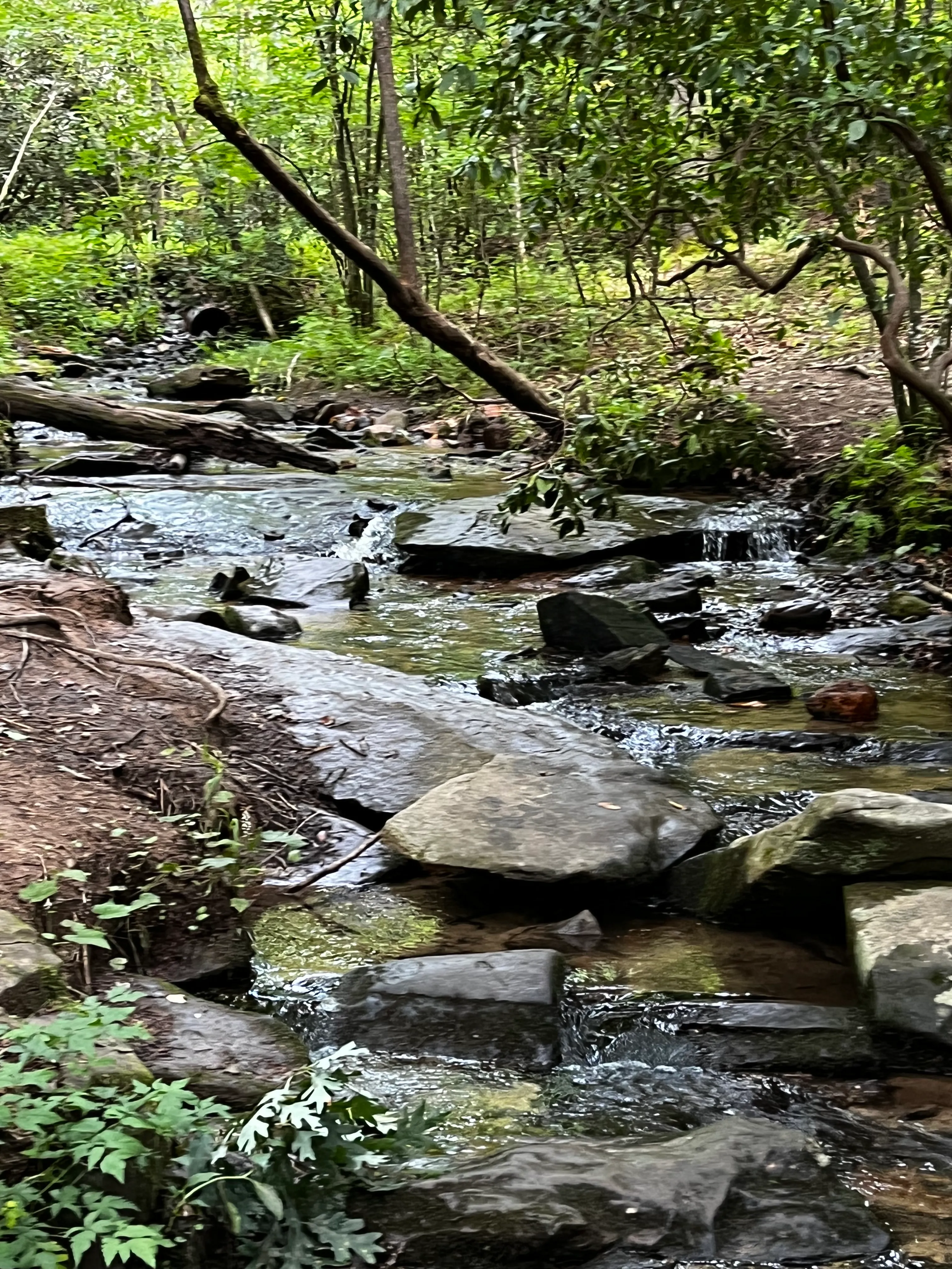 Long Branch Loop Trail