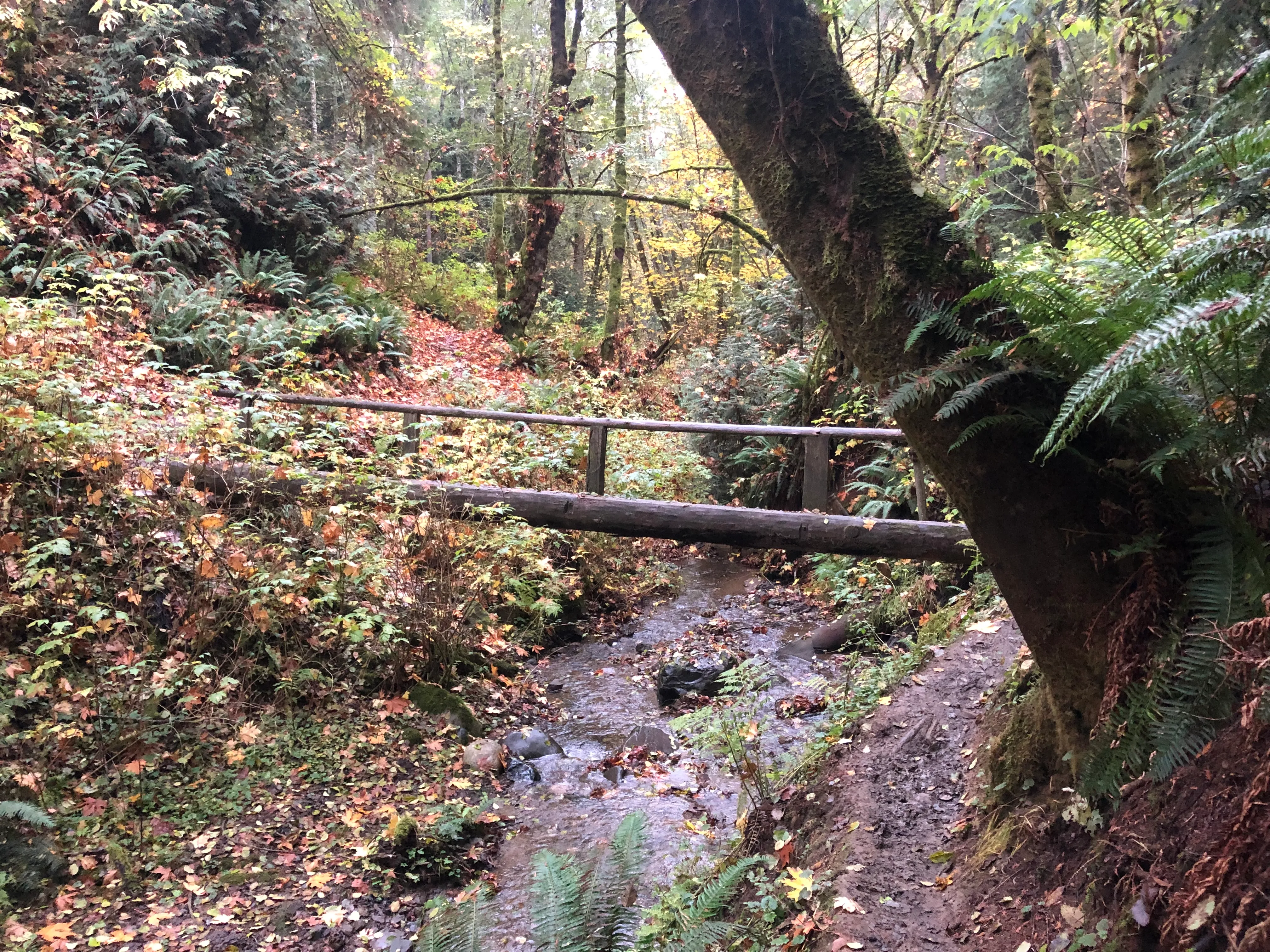 Peabody Creek Trail